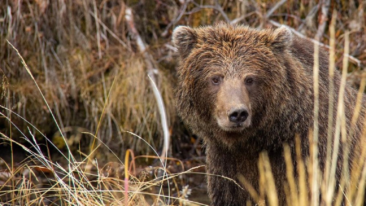 Yukon's Wild Grizzlies Background
