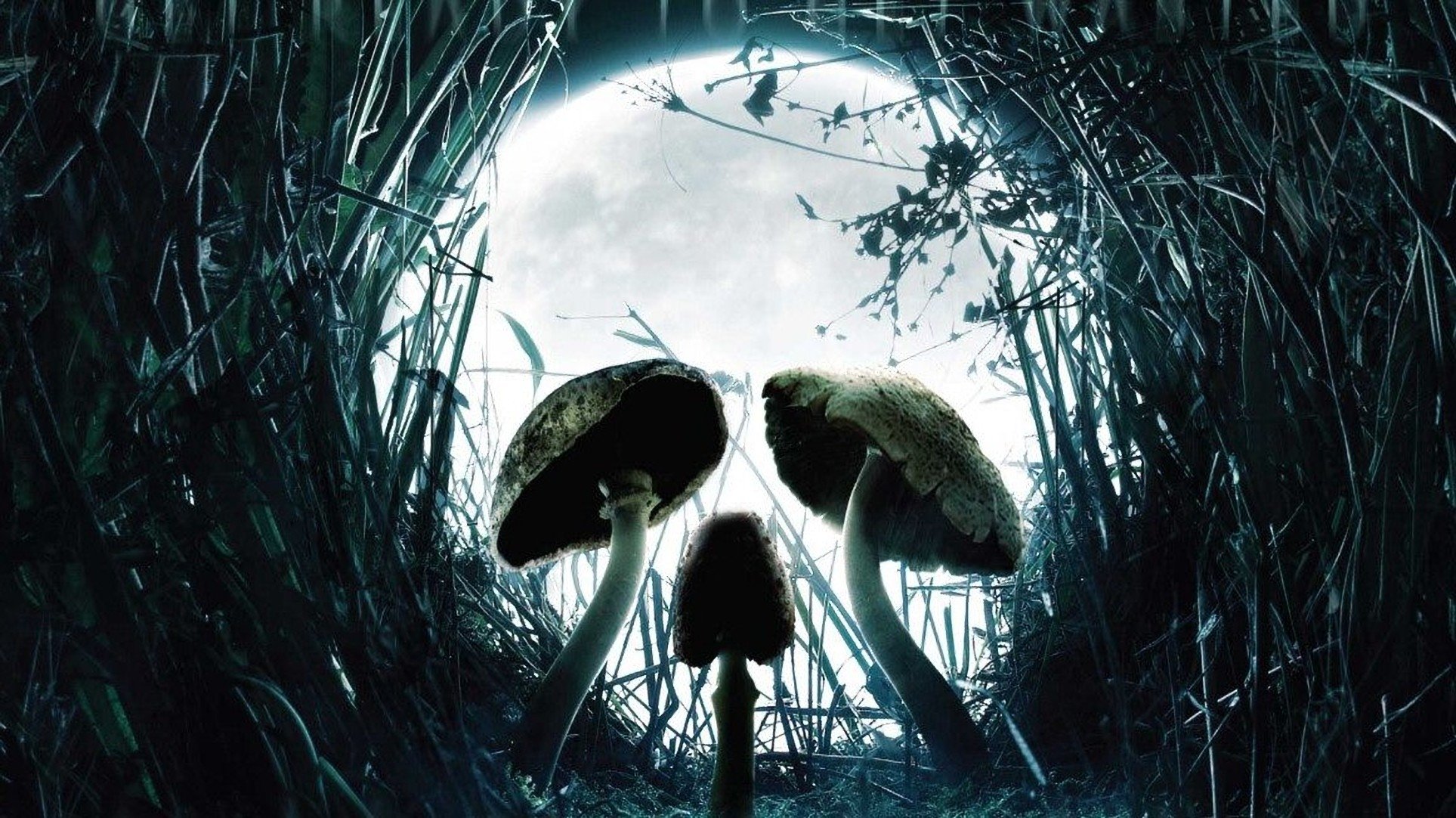 Shrooms Background