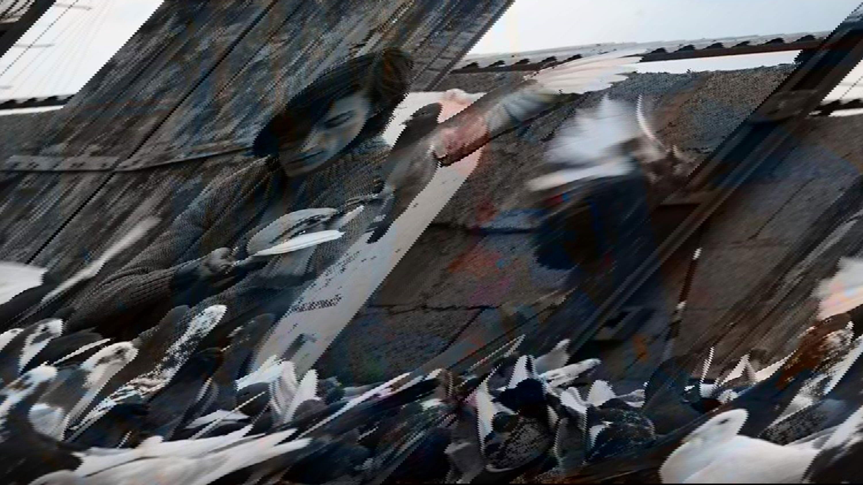 The Pigeon Background