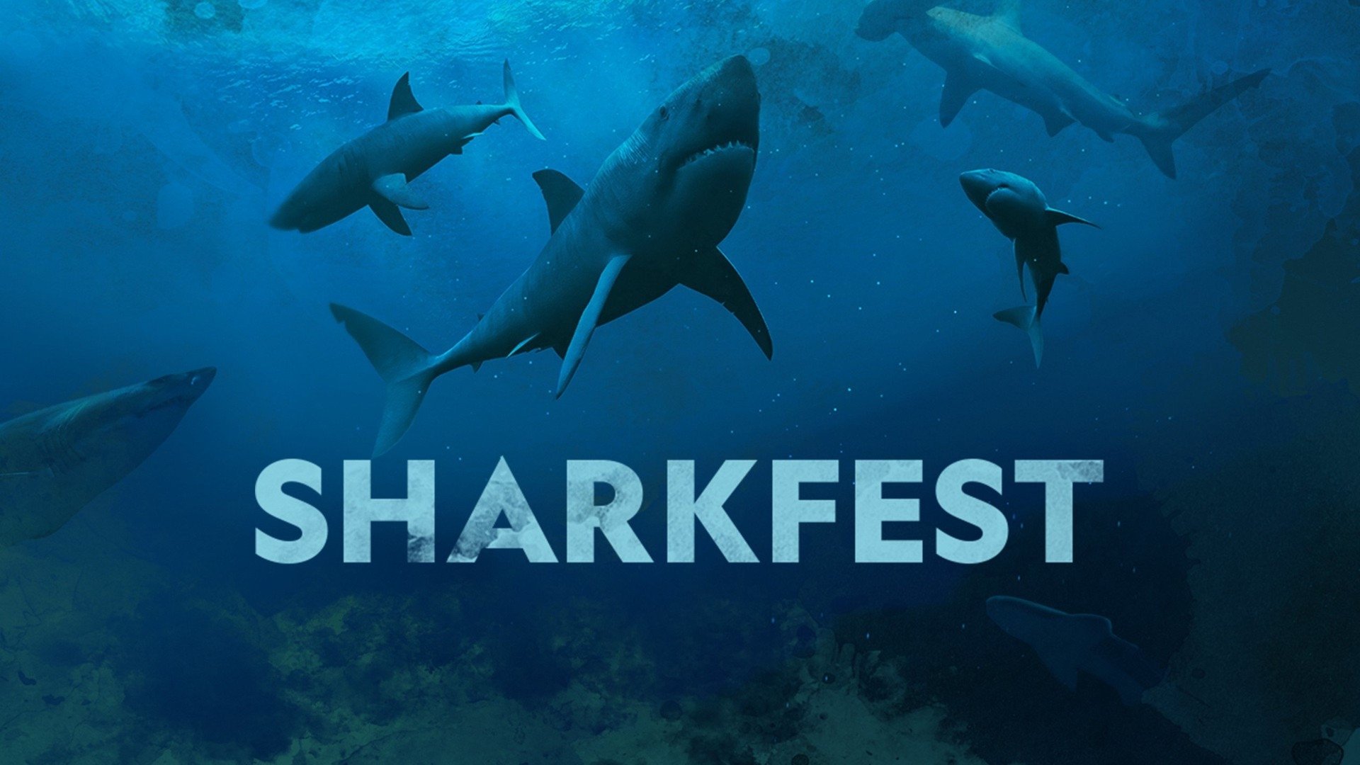 Sharkfest Background