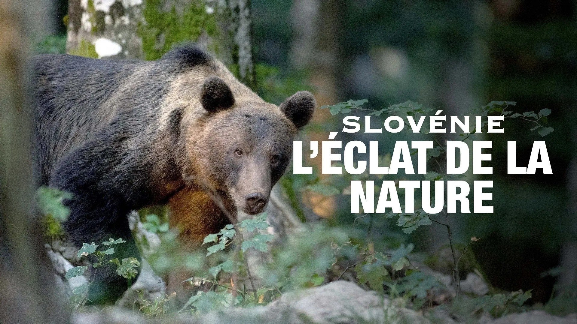 Slovénie - L’éclat de la nature Background