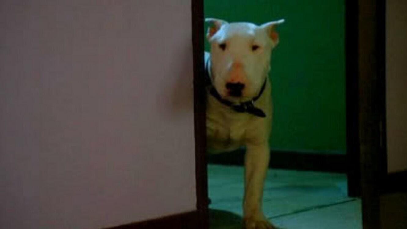 Baxter Background