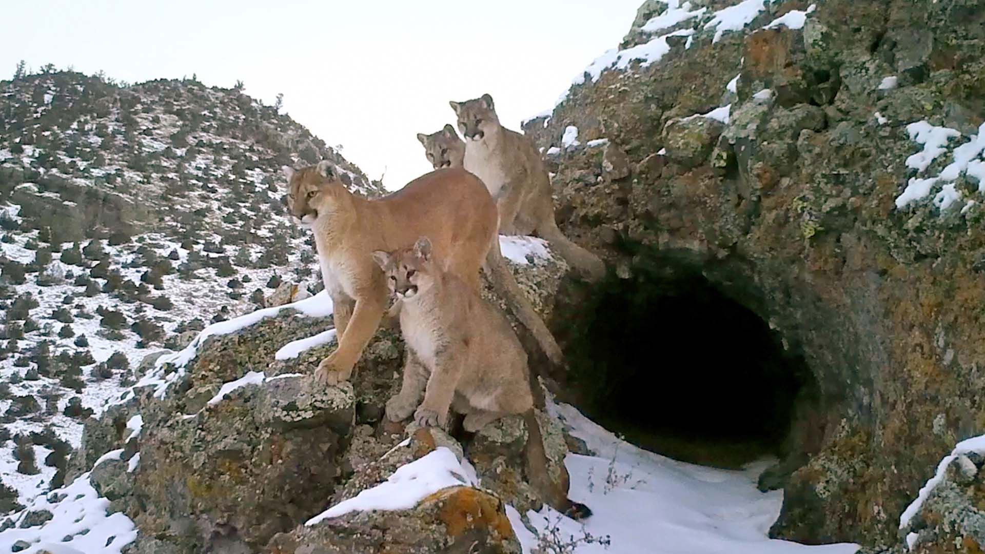 Ninja of the Rockies Background