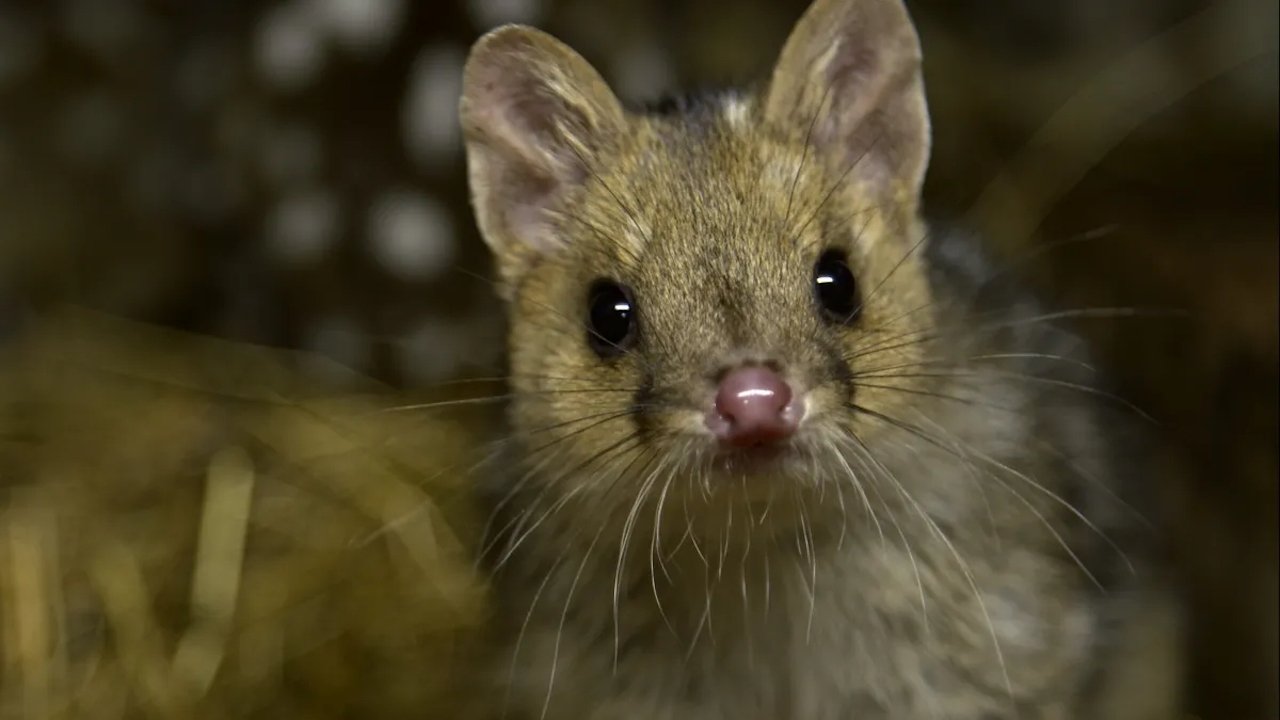 Quoll Farm Background