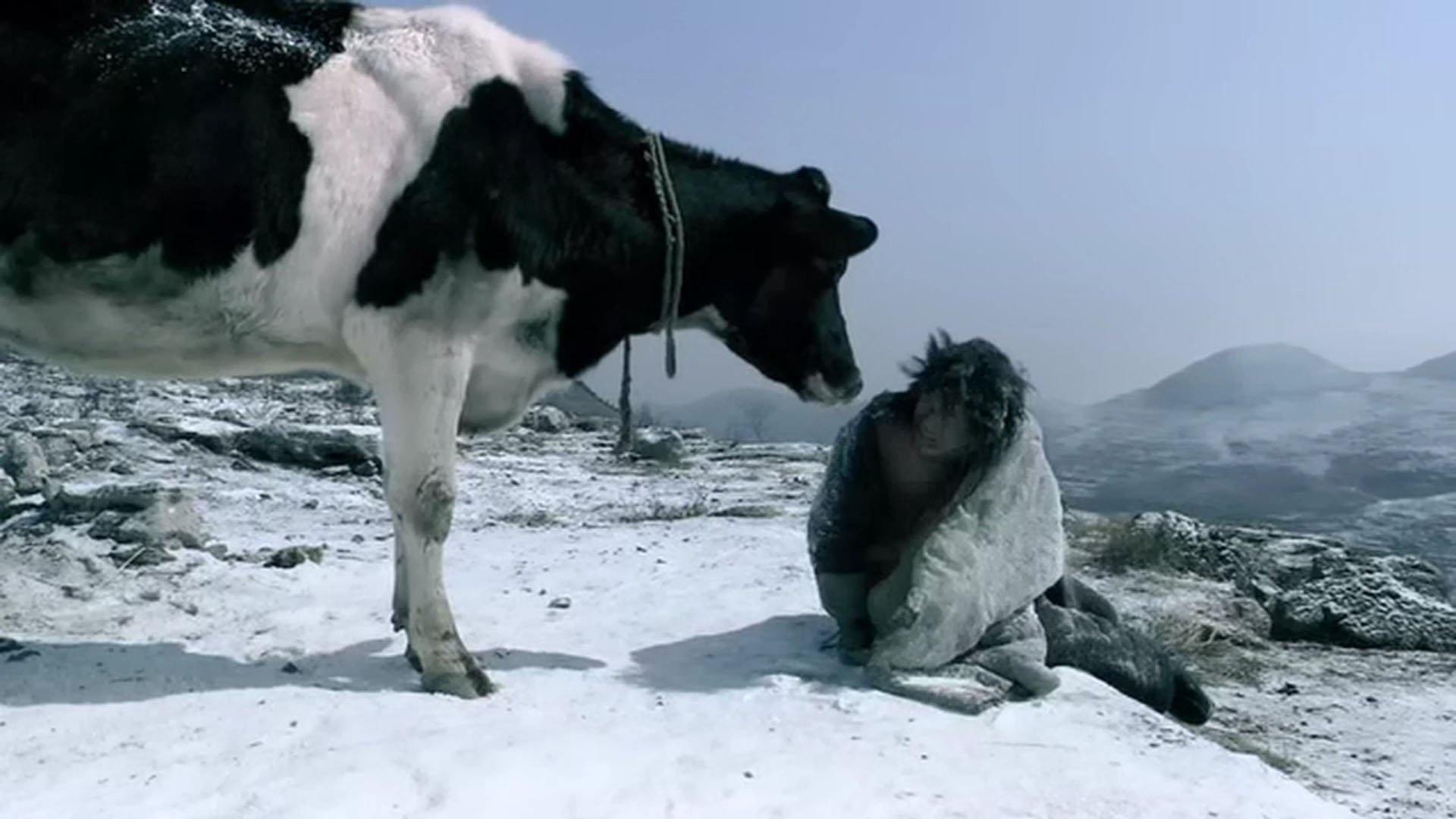 Cow Background