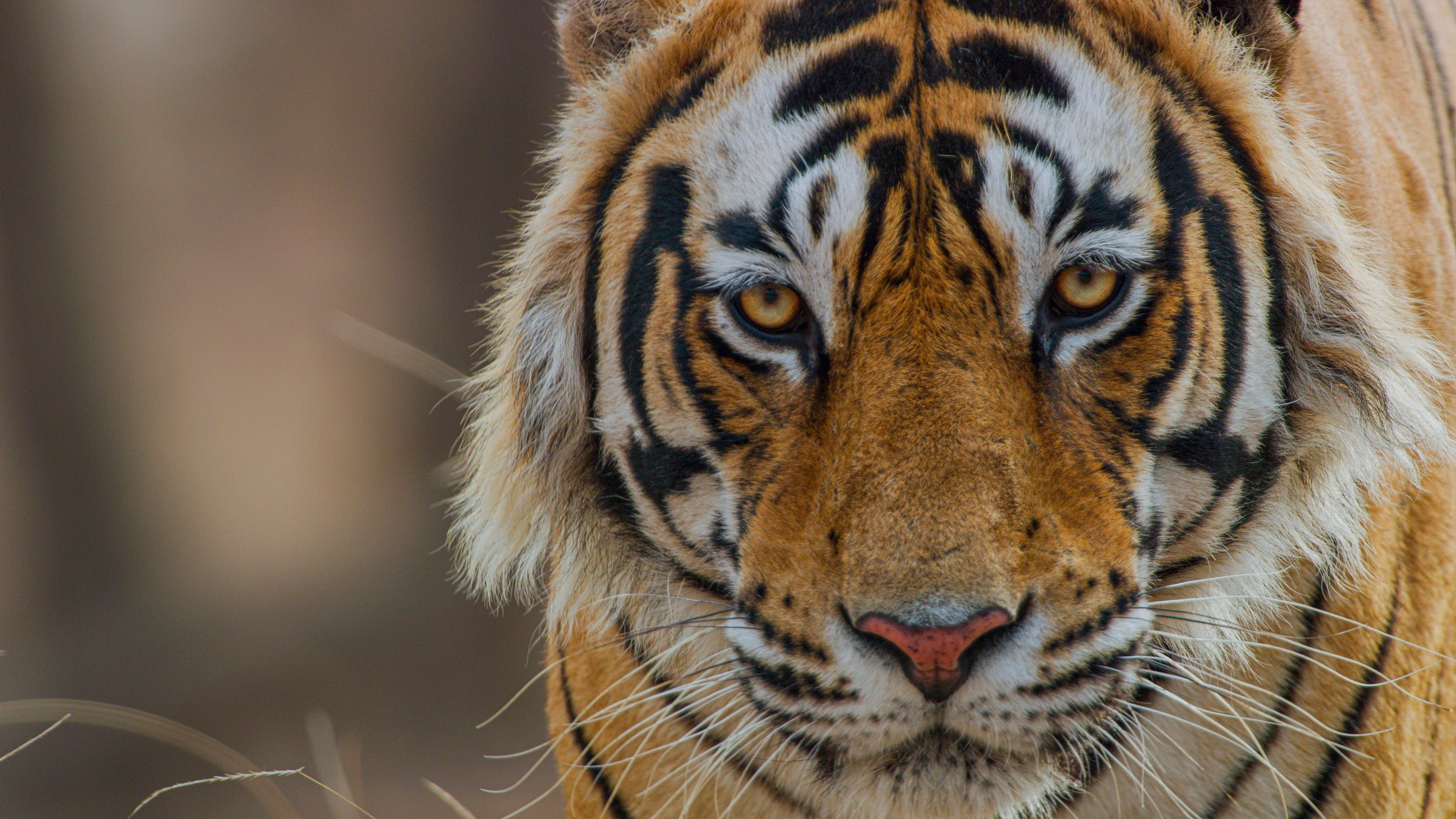 Tiger Background
