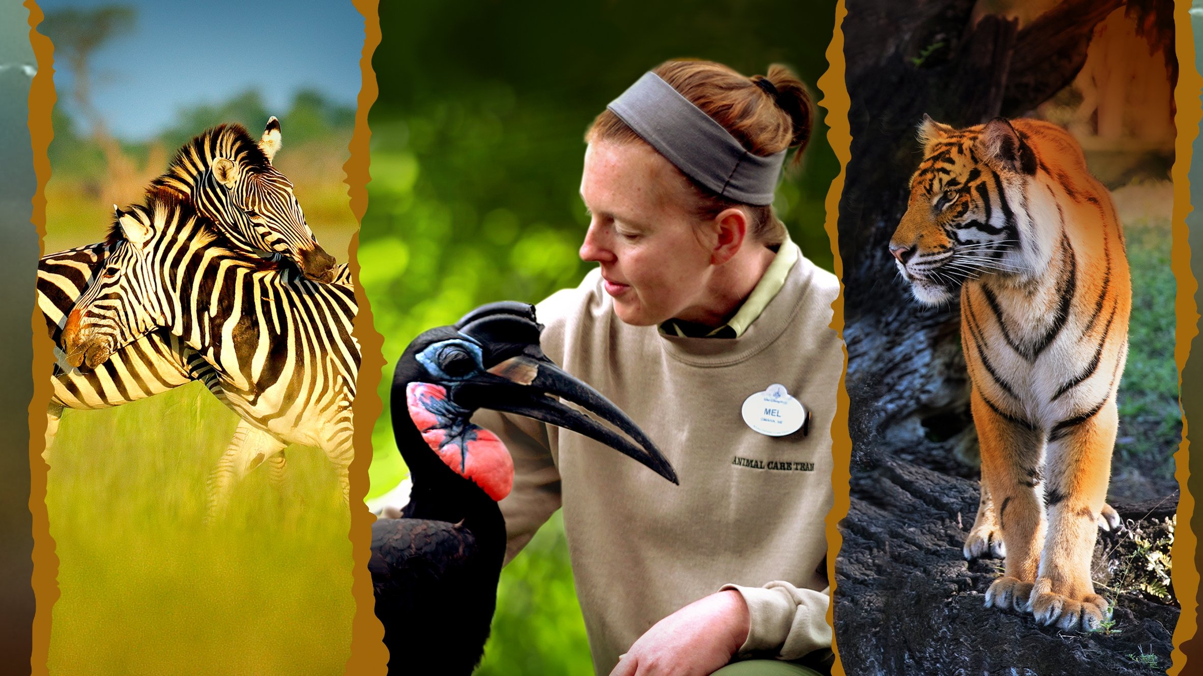 Magic of Disney's Animal Kingdom Background