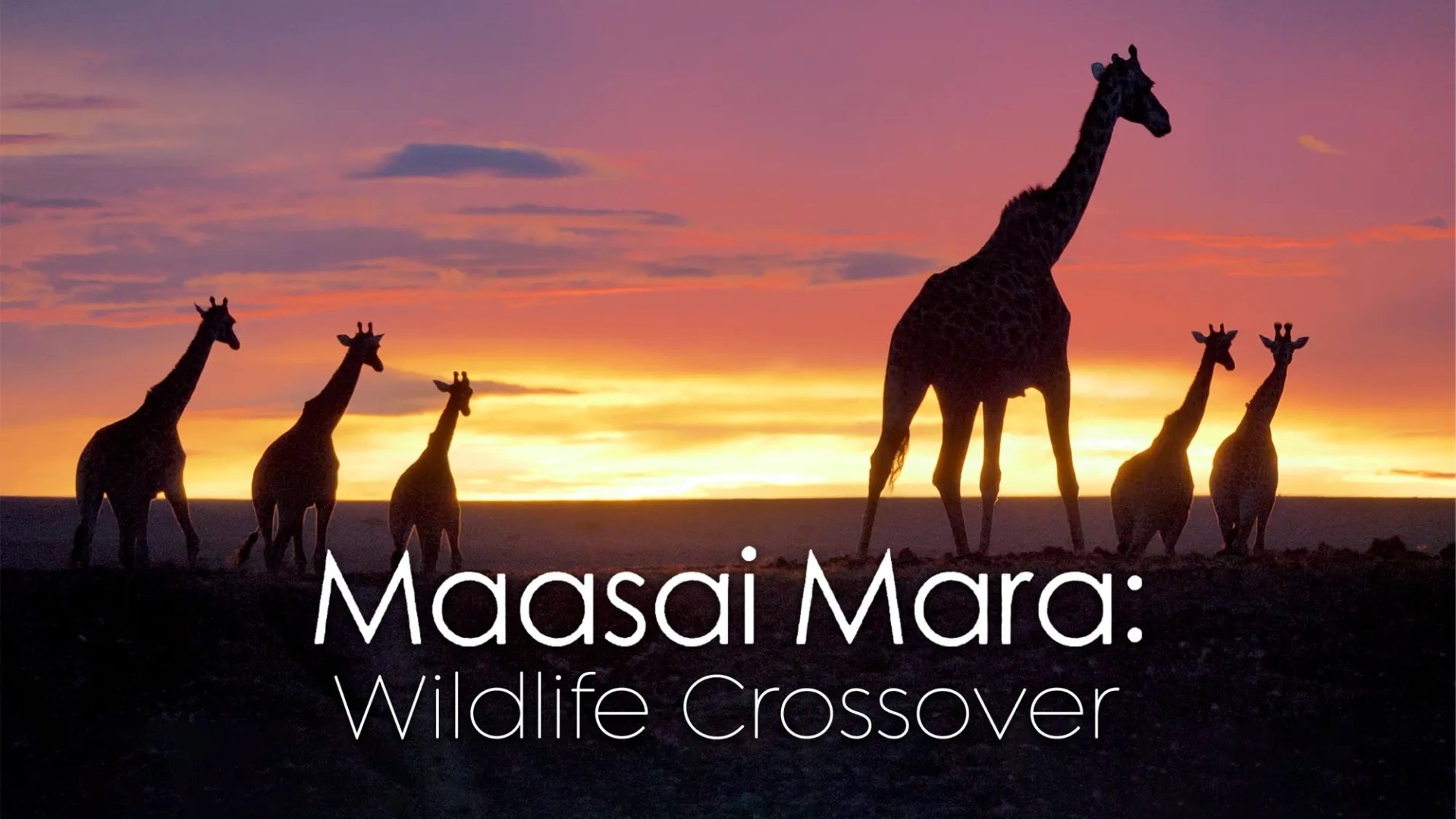 Masai Mara Wildlife Crossover Background