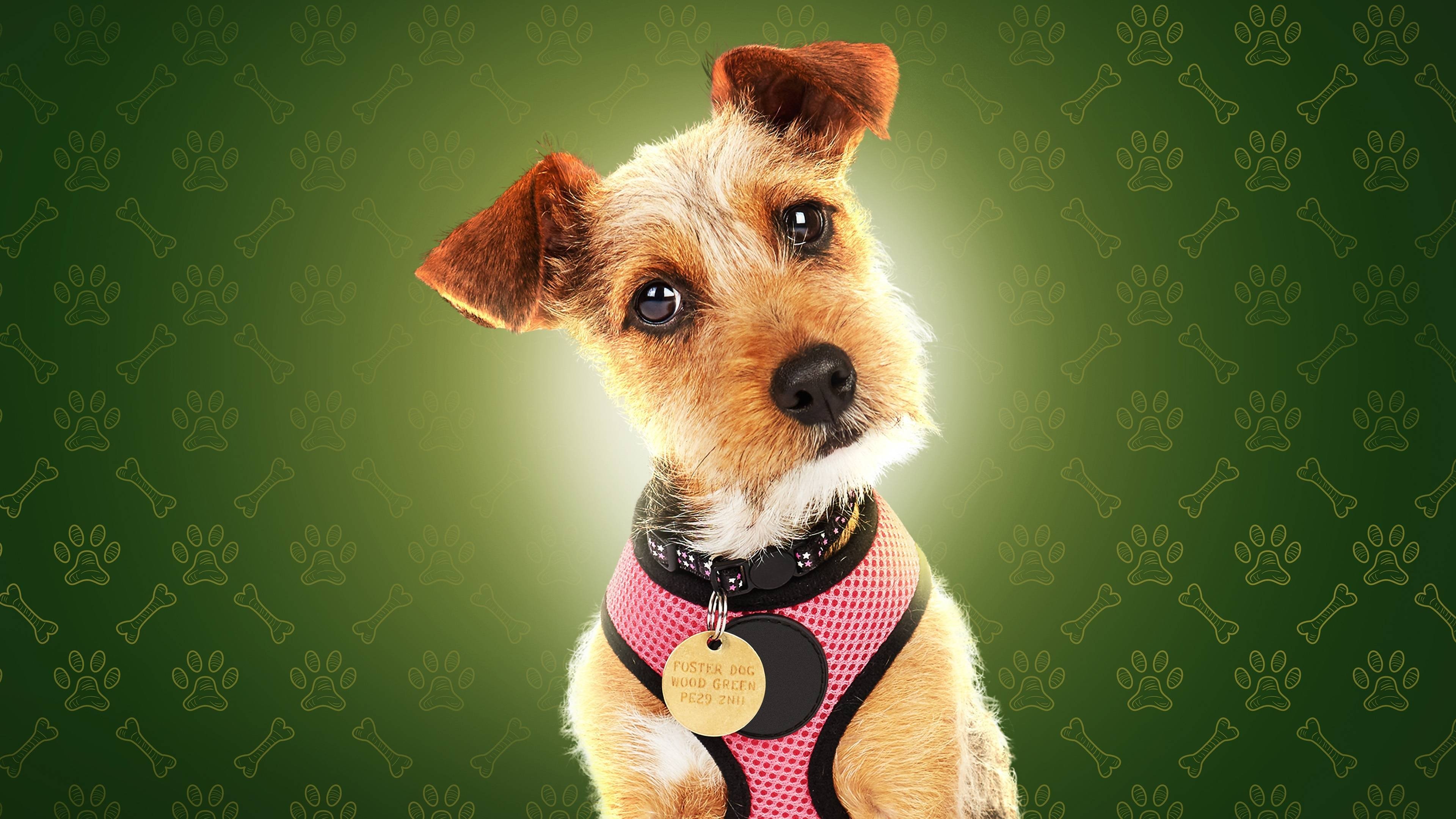 The Dog House Background