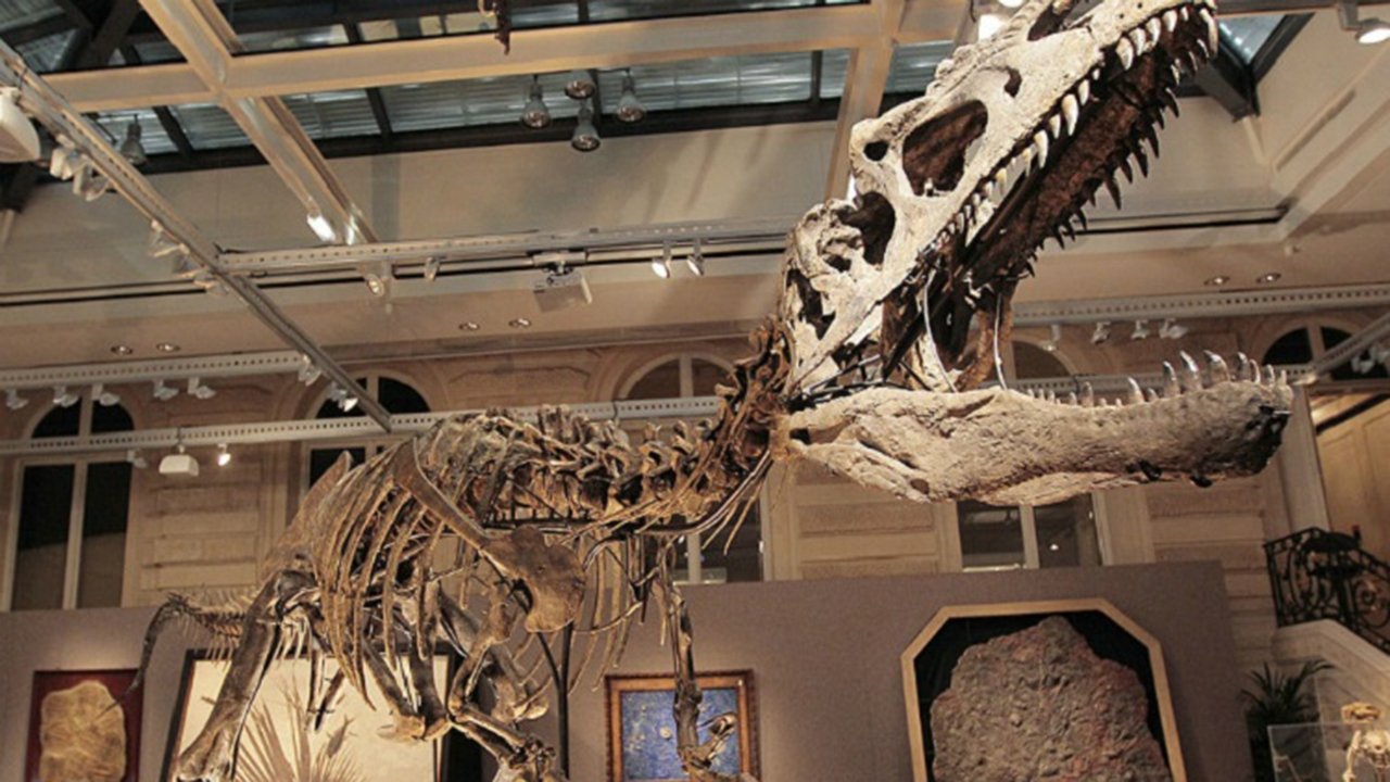 Dinosaurs Background