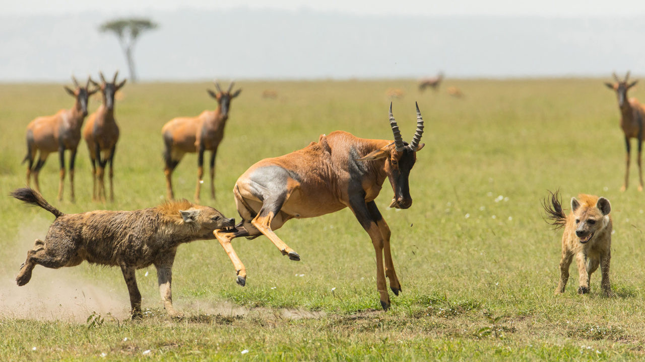The Hyena Clan Background