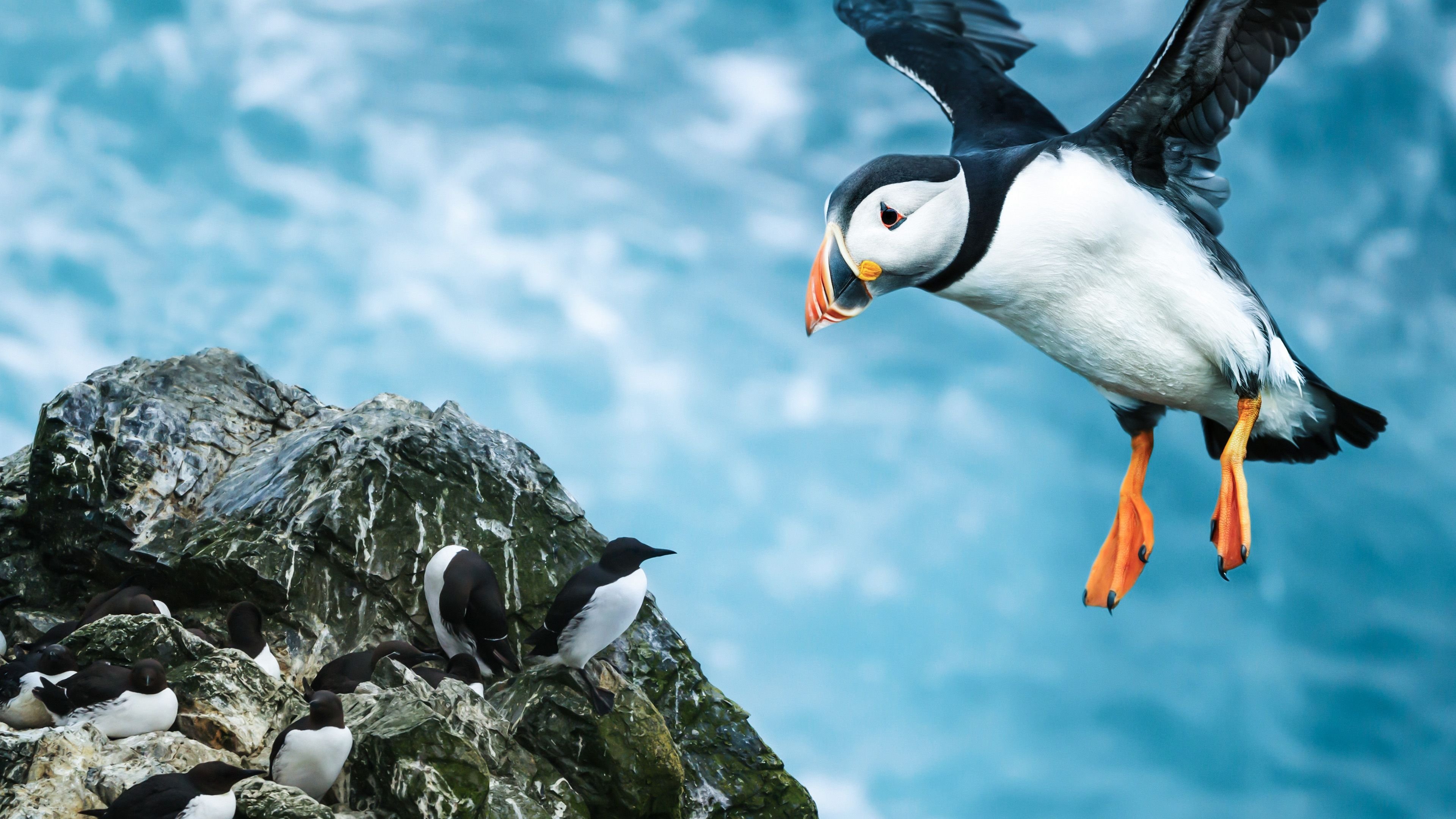 Shetland: Scotland's Wondrous Isles Background