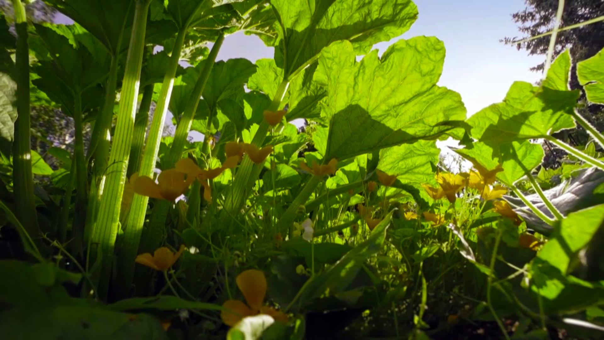 The Marvelous Wild World of the Vegetable Garden Background
