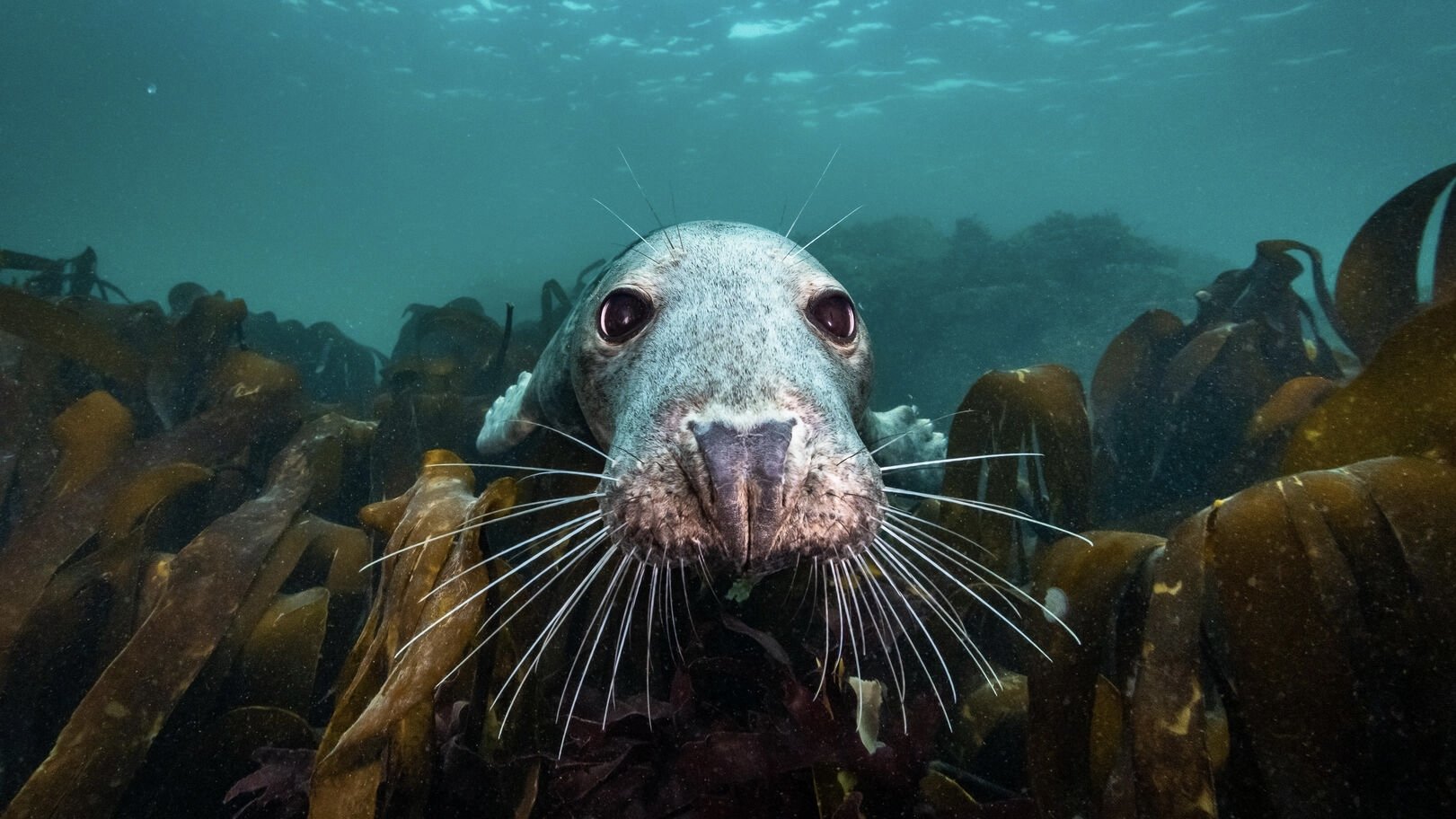 North Sea – Nature Untamed Background