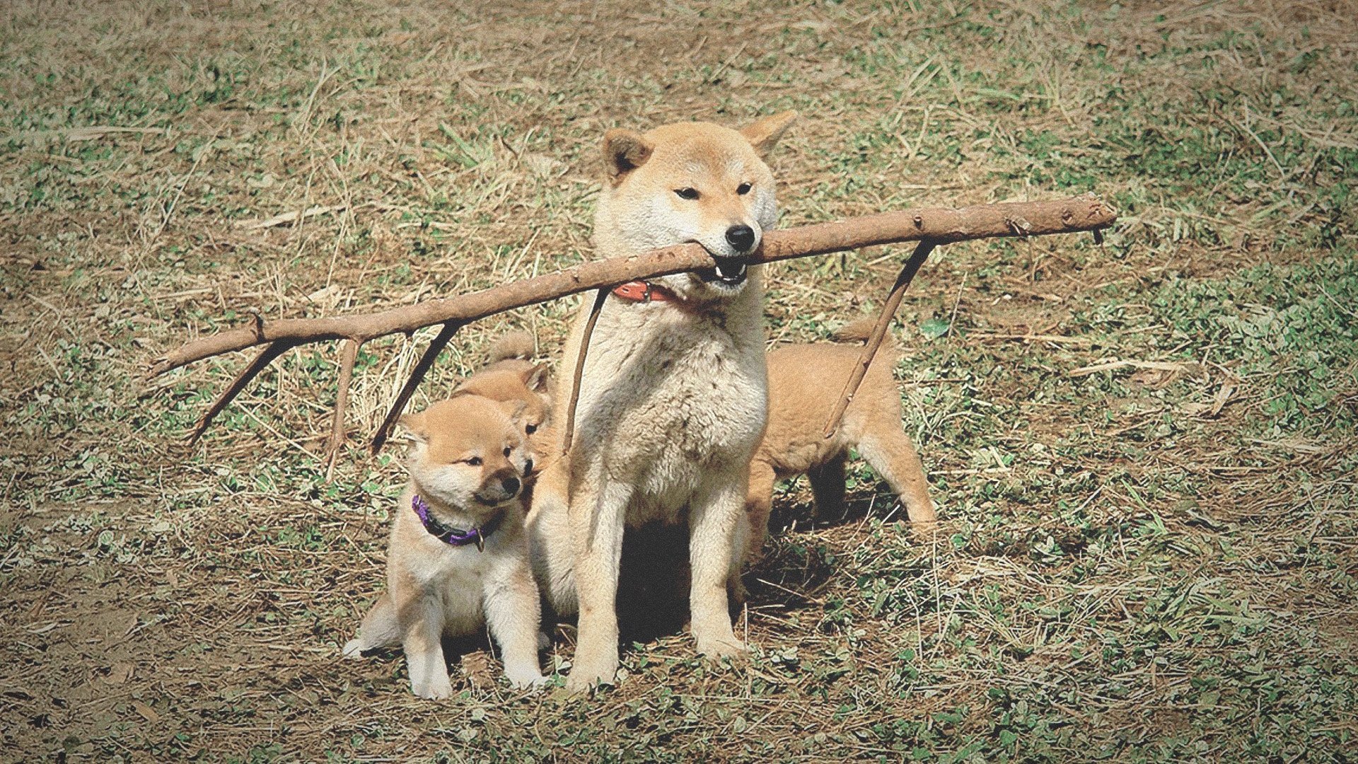 A Tale of Mari and Three Puppies Background