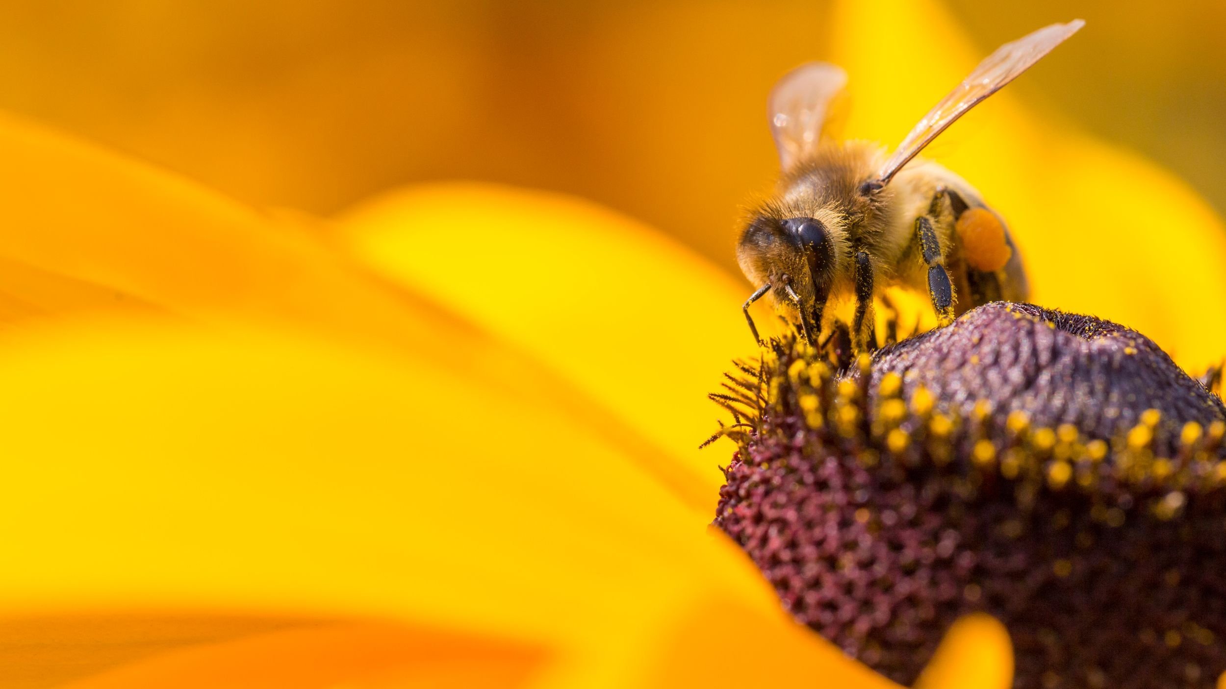Diary of a Bee Background