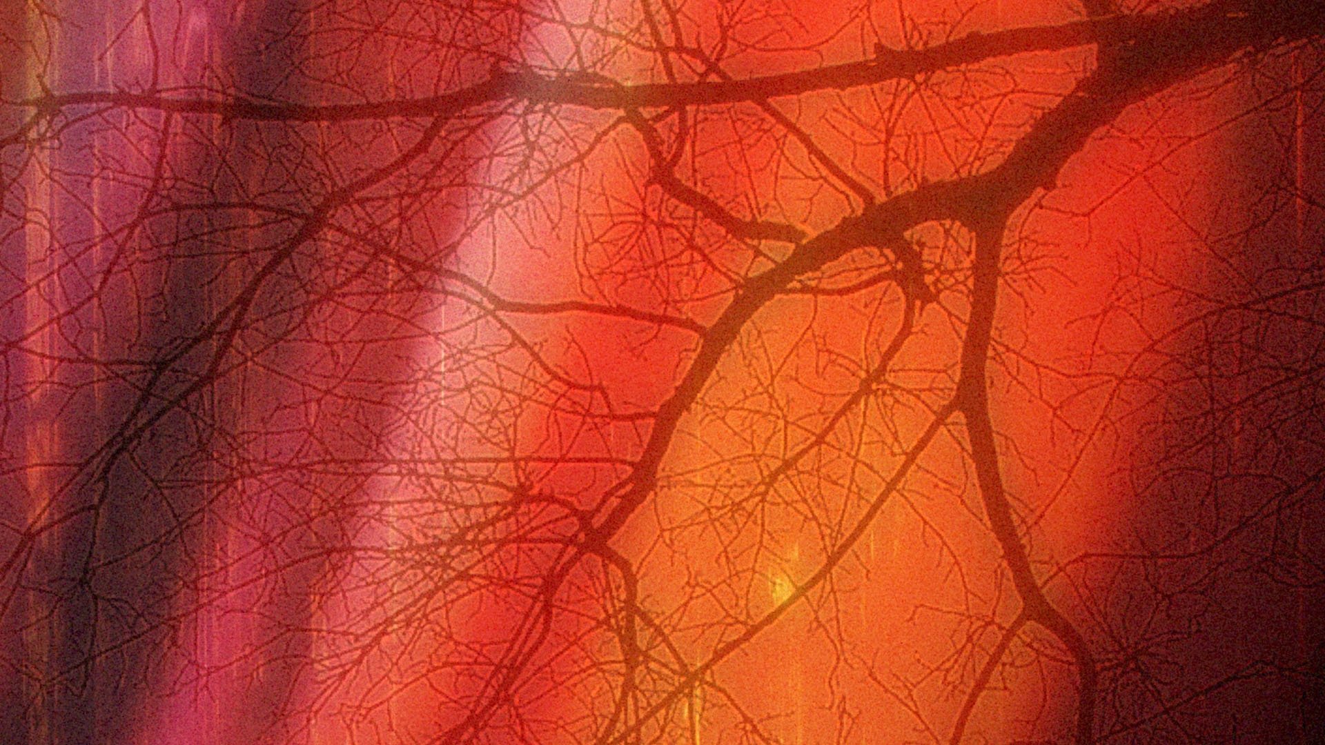 Dark Forest Background