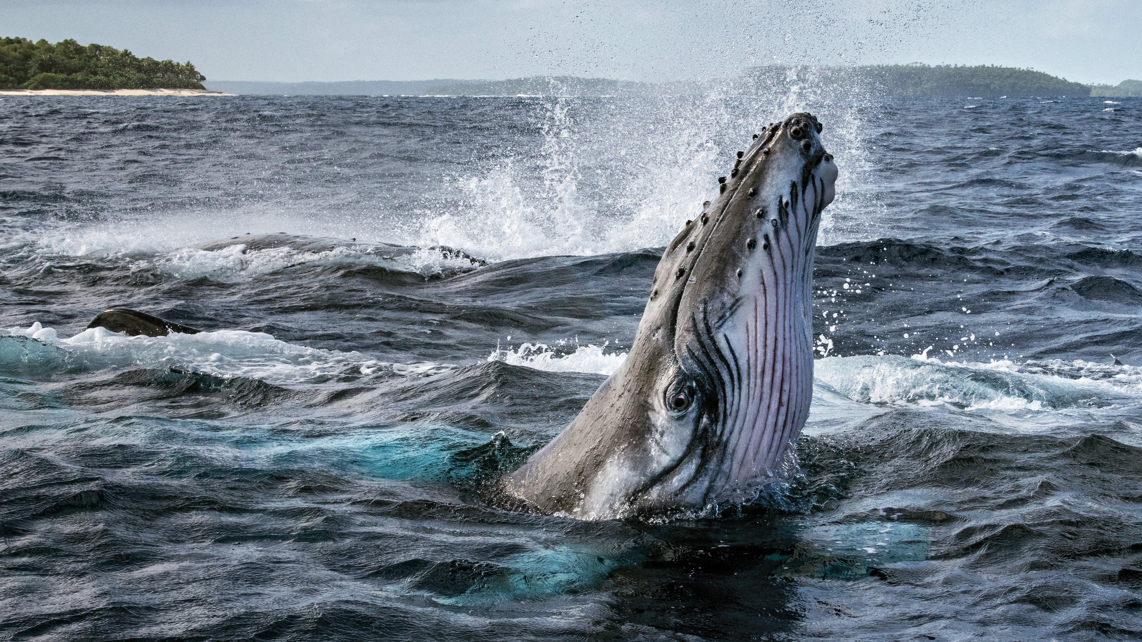 Secrets of the Whales Background