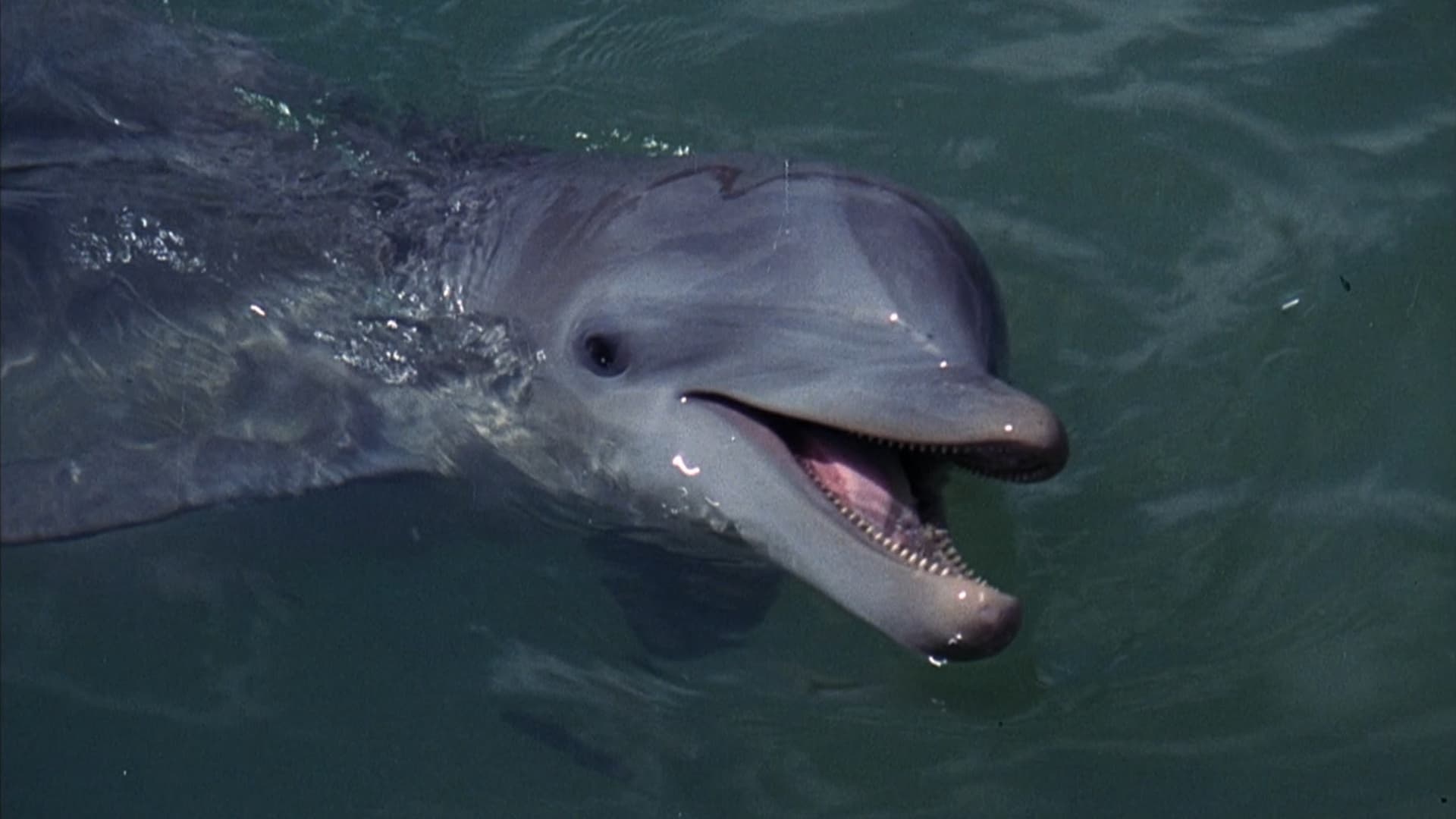 Flipper Background