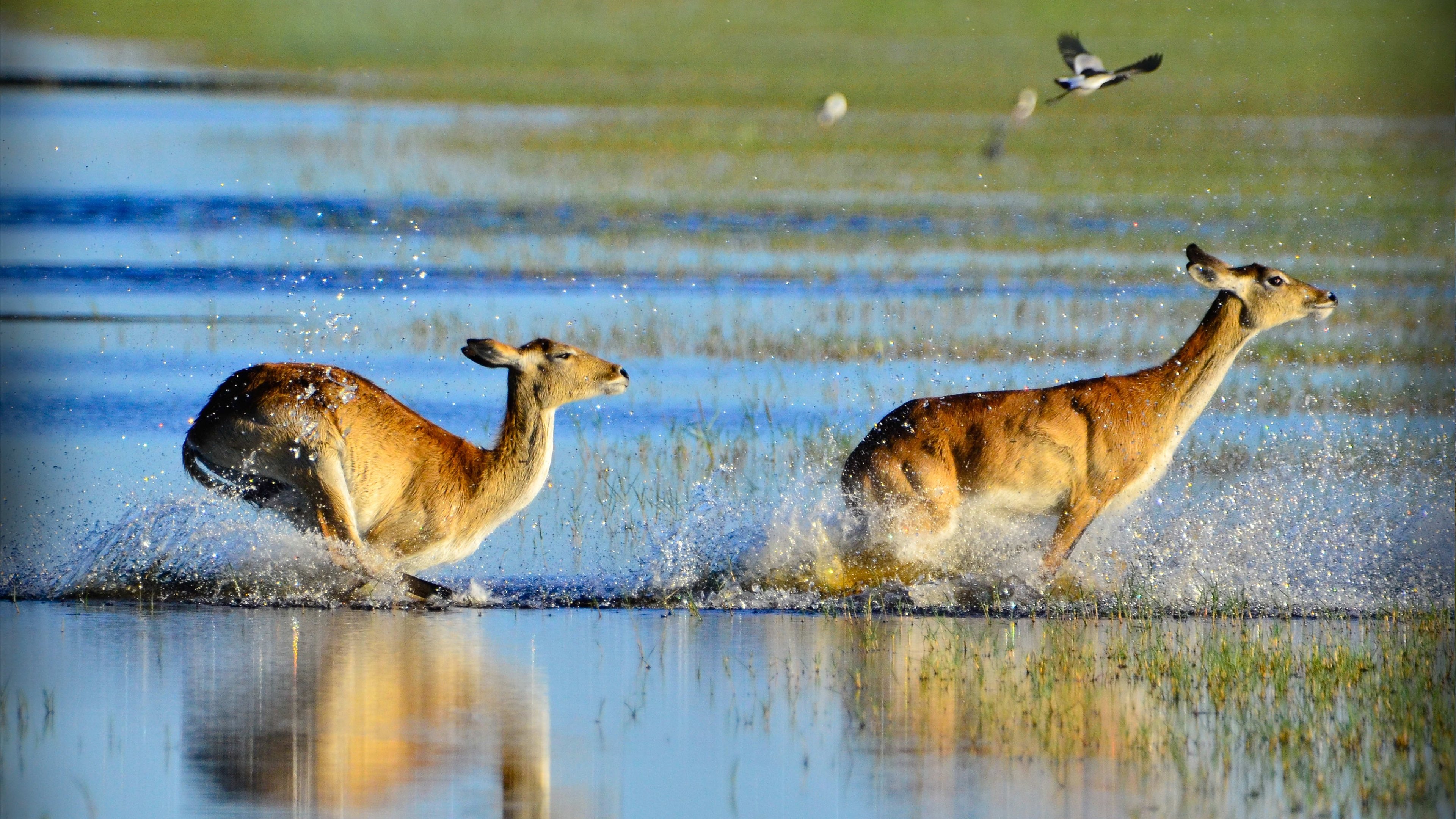 Wild Africa: Rivers of Life Background