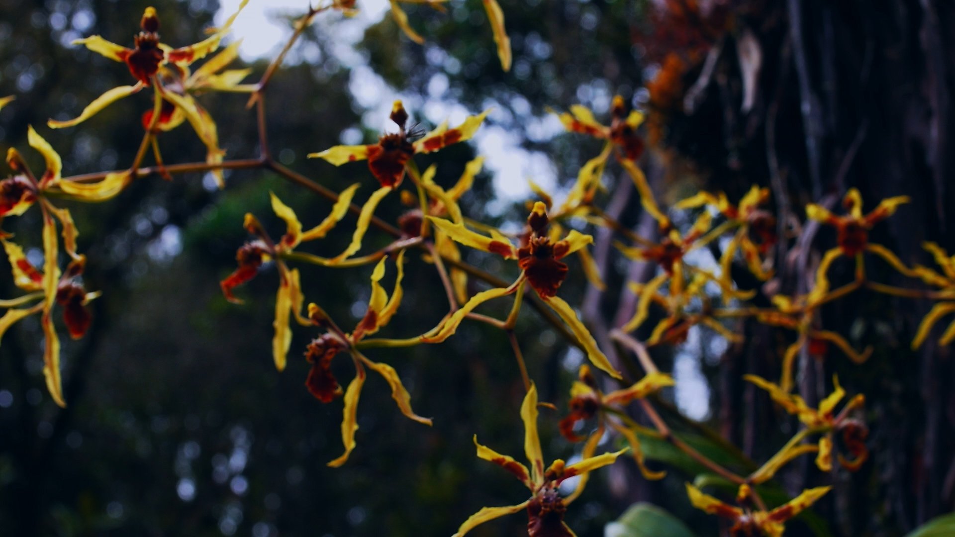 Homo Botanicus Background