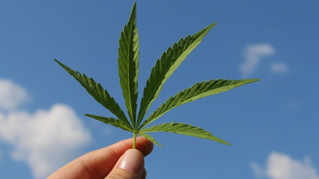 Cannabis sur ordonnance Background