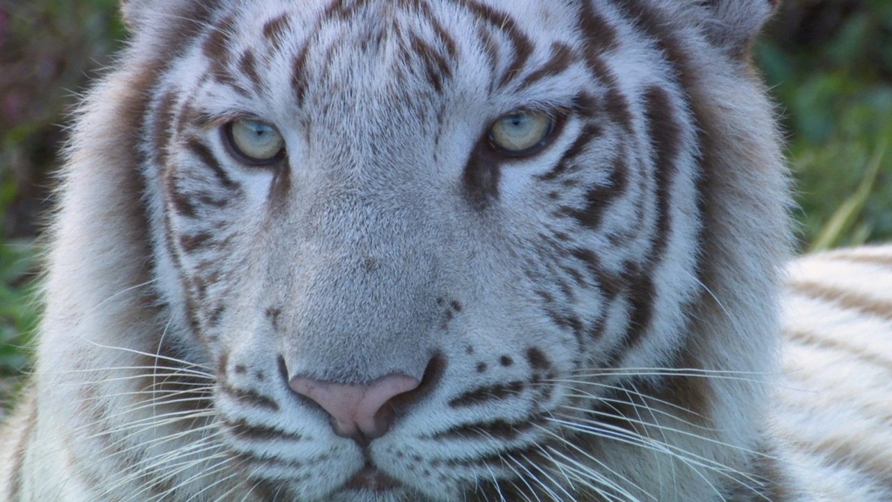 いいZooだね。～岩合光昭の動物園歩き～ Background