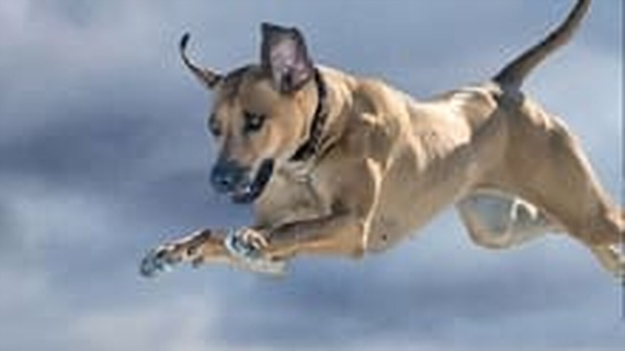 An Animal Saved My Life Background