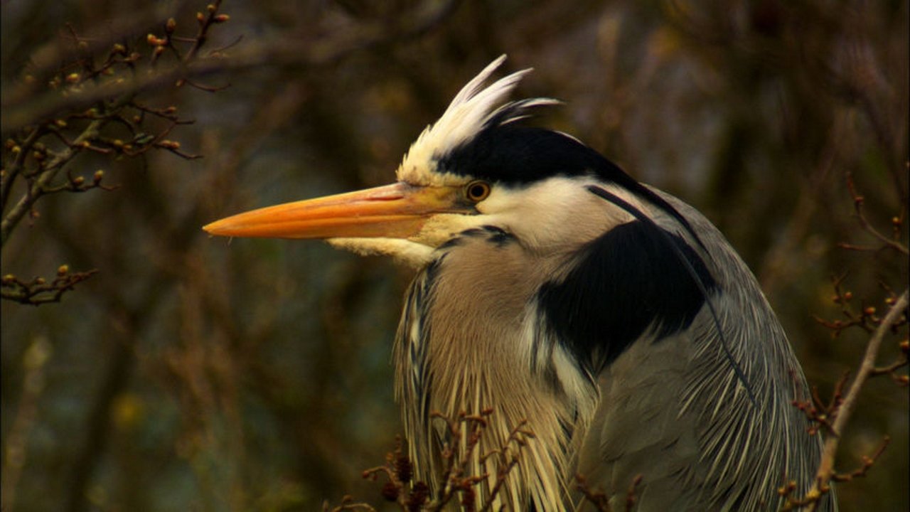 Iolo's Secret Life of Birds Background