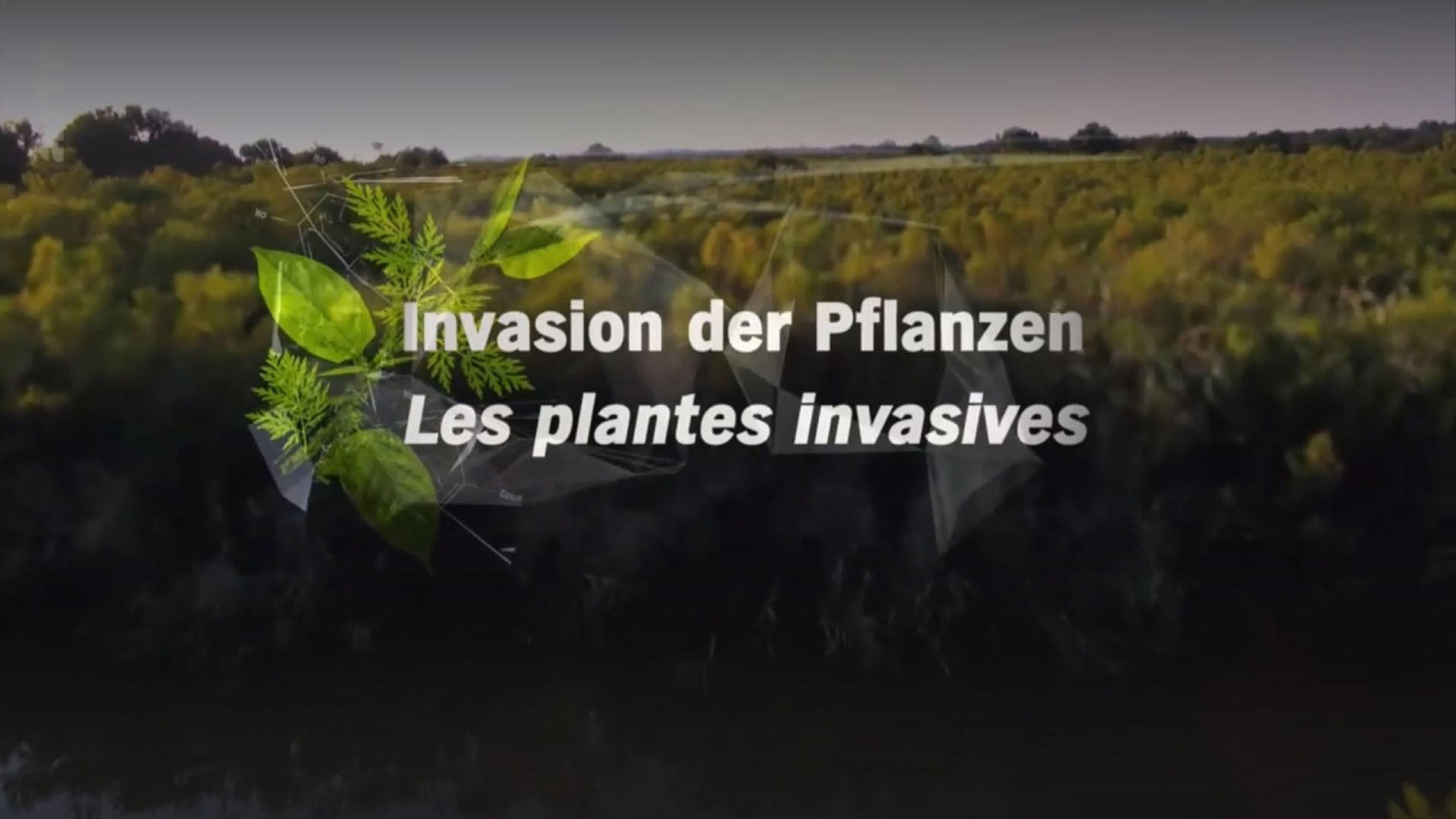 Invasion der Pflanzen - Gefahr für Umwelt und Mensch ? Background