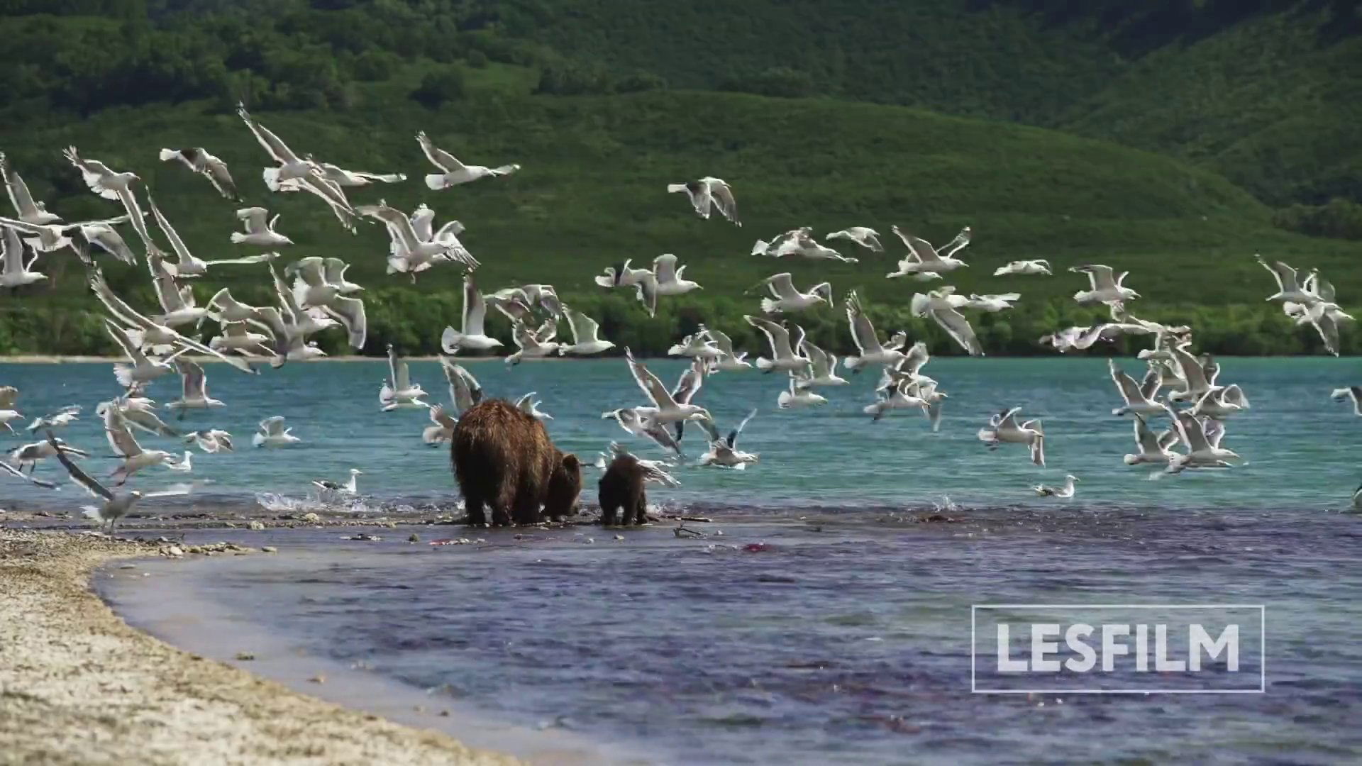 Kamchatka Bears. Life Begins Background
