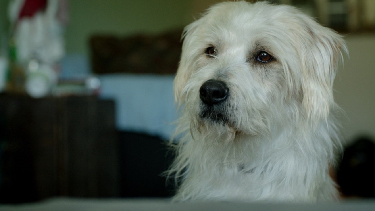 Dog Bowl Background