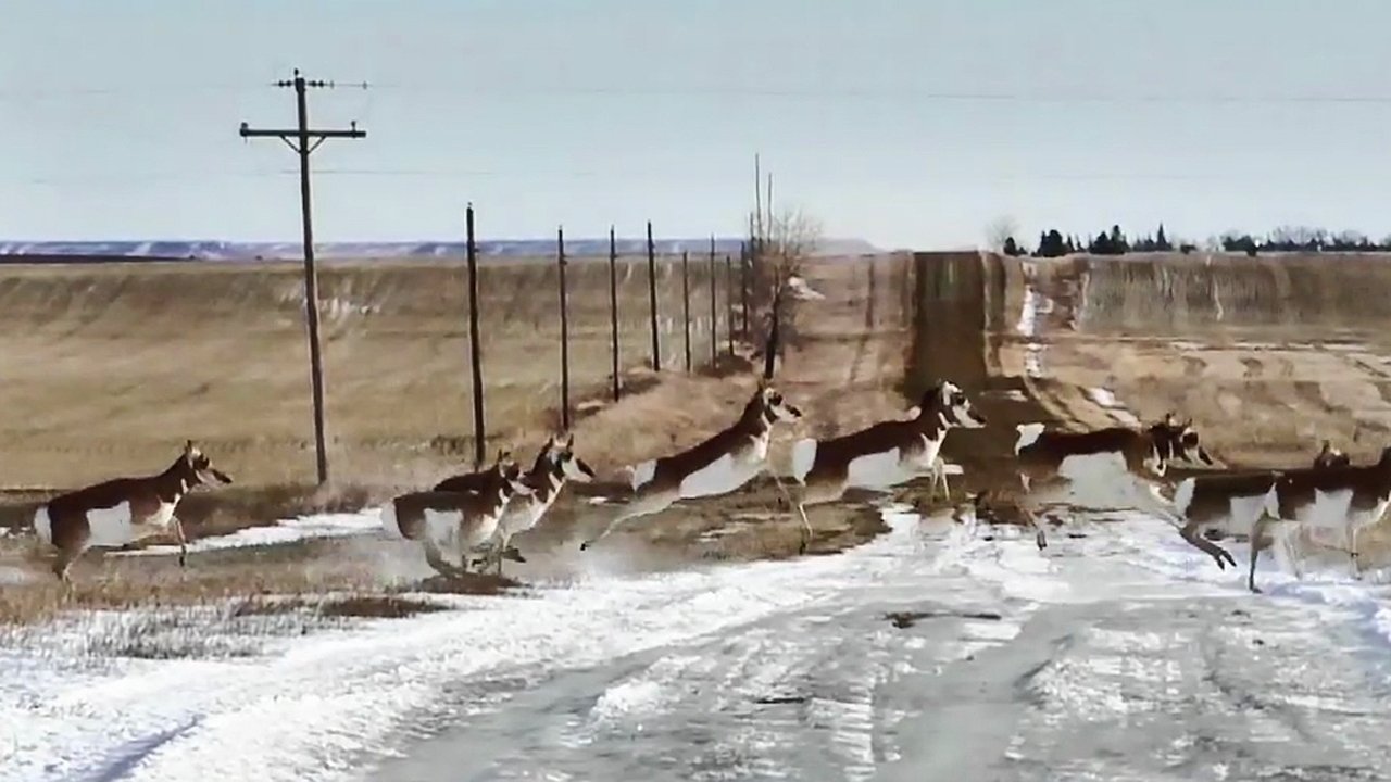 Antelopes Background