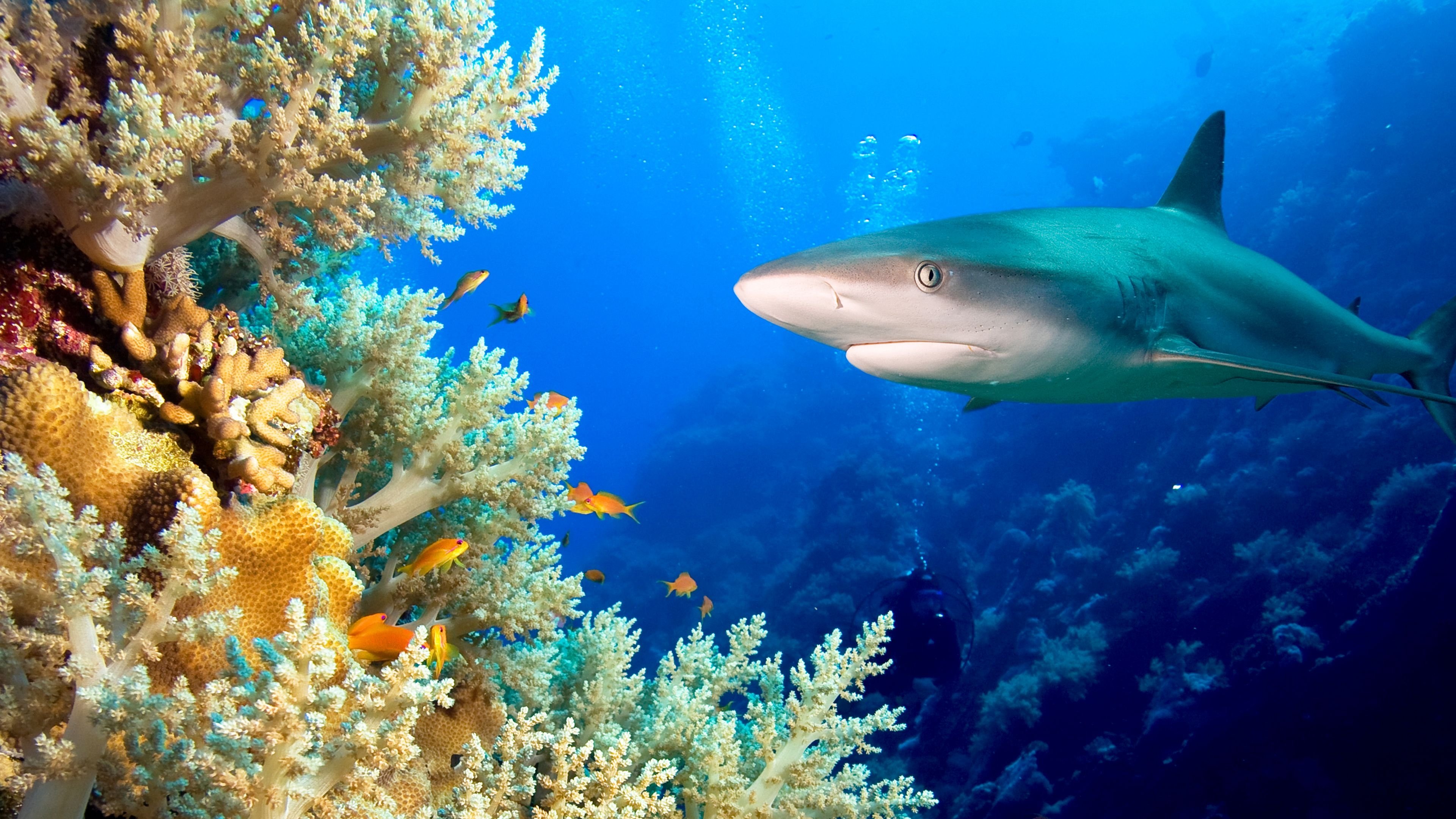 Journey to Shark Eden Background