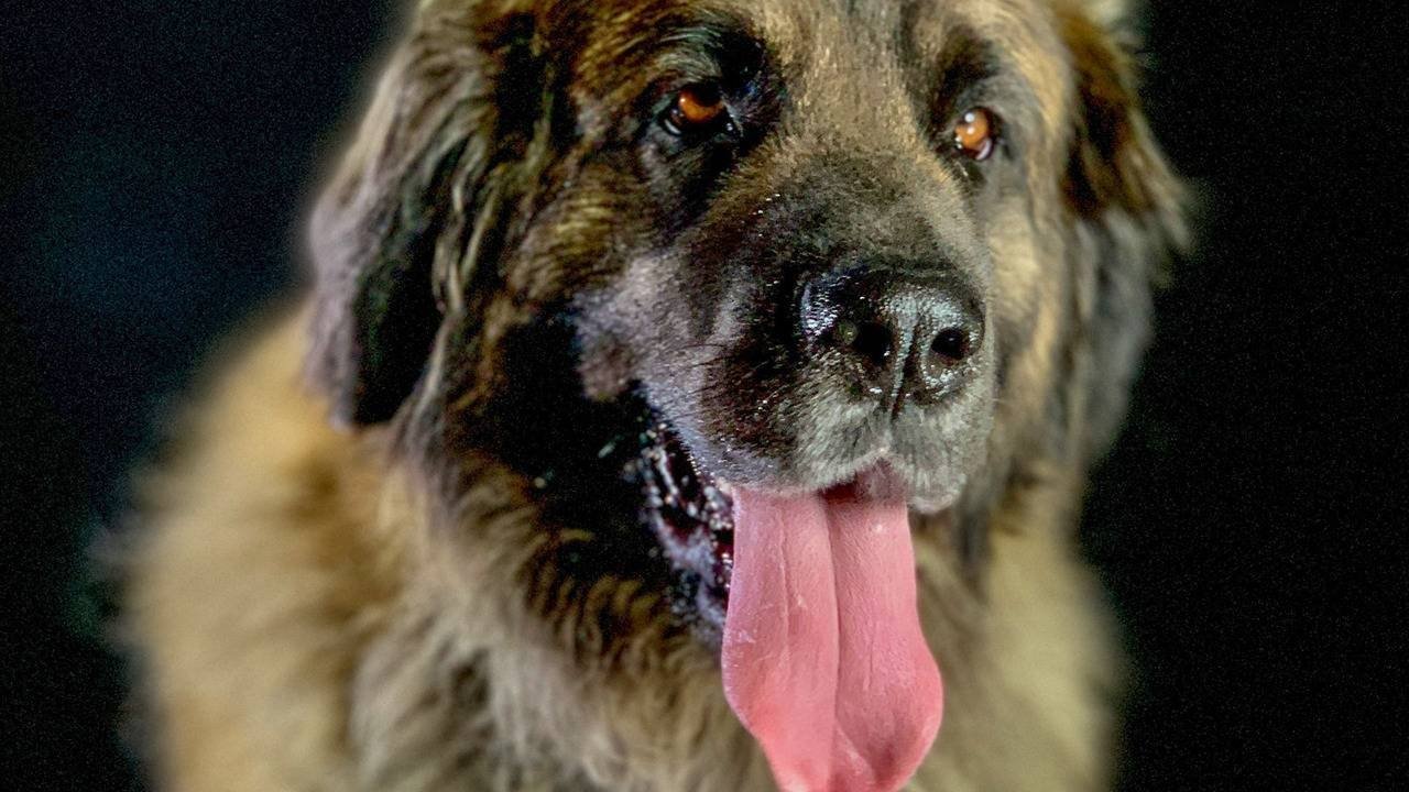 How dogs conquered the world Background