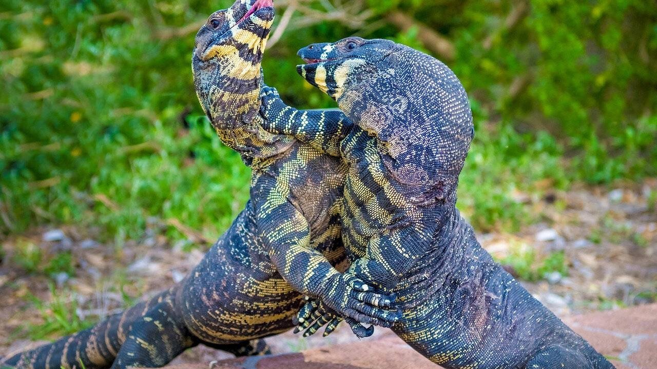 Au cœur de l'Australie sauvage Background