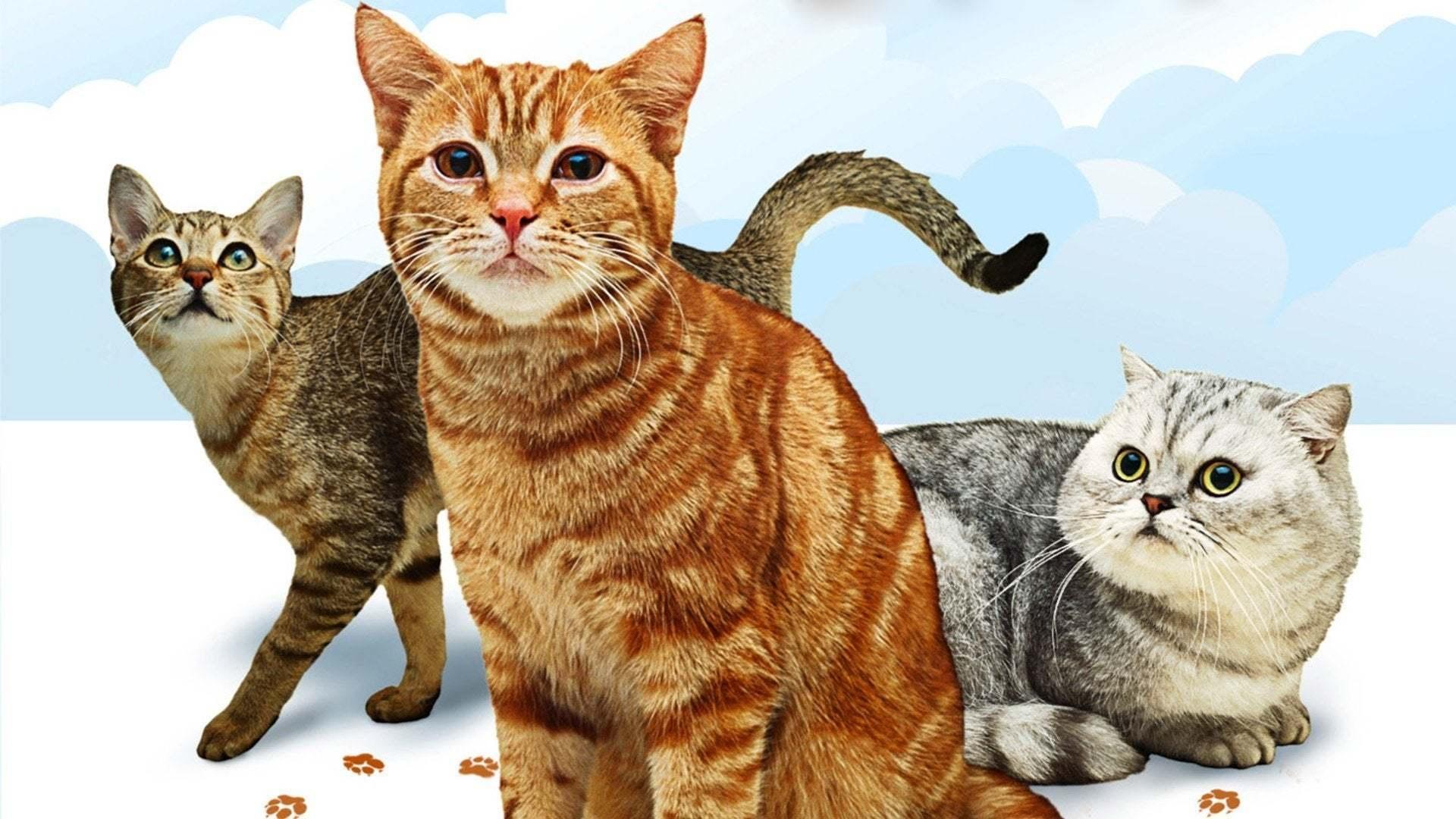 Cats 101 Background
