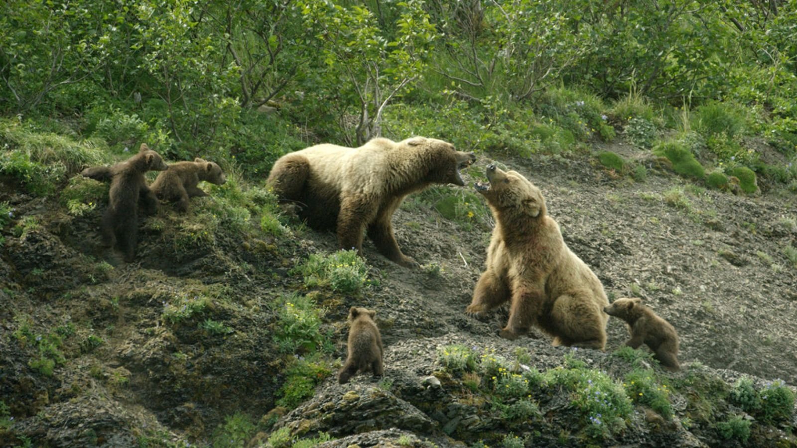 Grizzly Empire Background