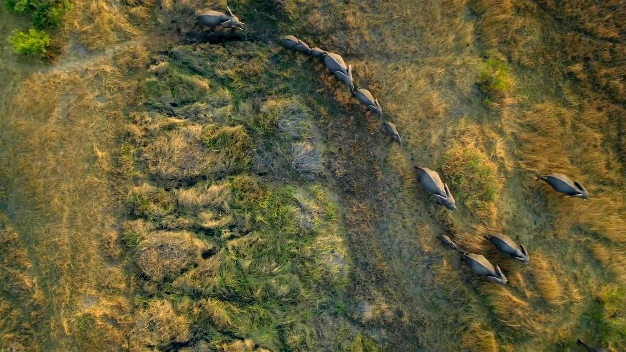 Migrations: Herds on the Move Background