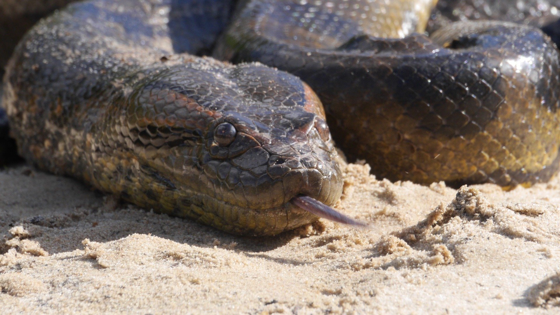 Anaconda: Silent Killer Background