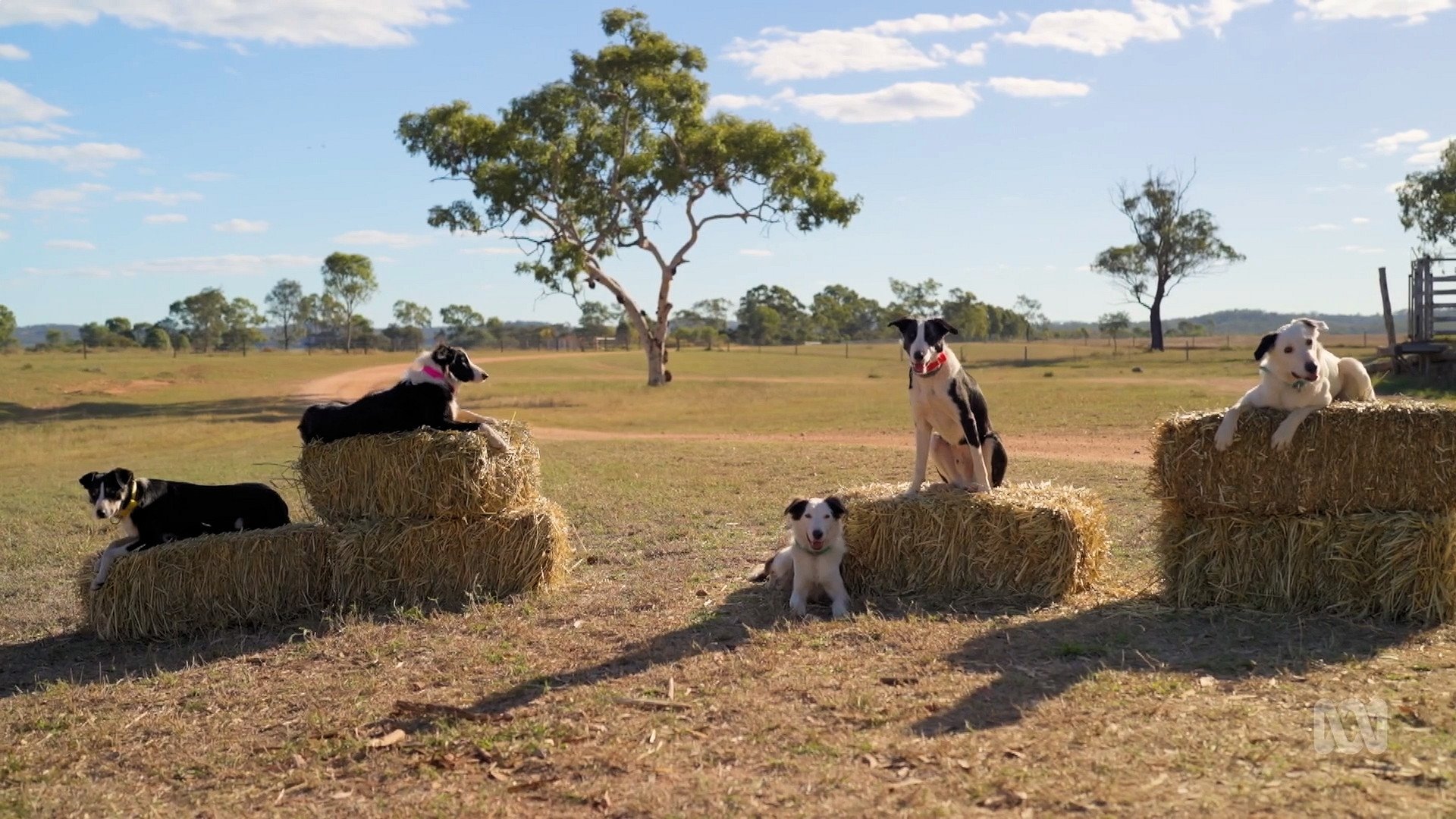 Muster Dogs Background
