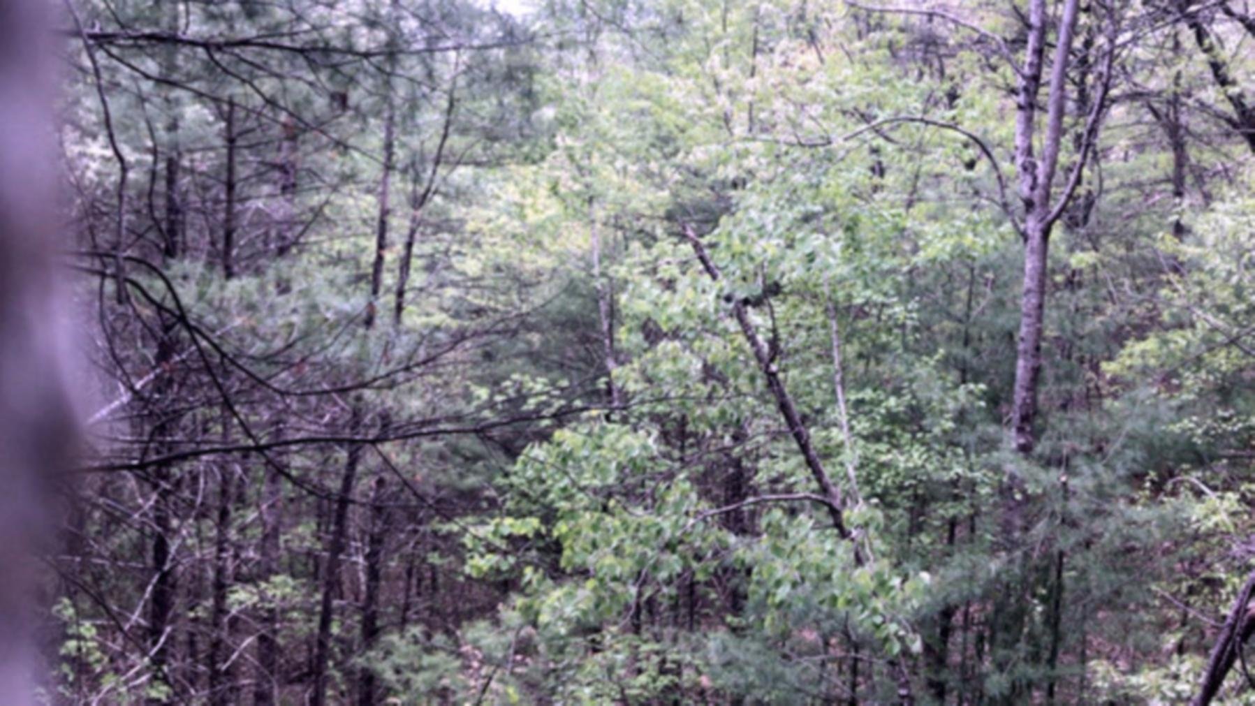 Millstone Woods May 2018 Background