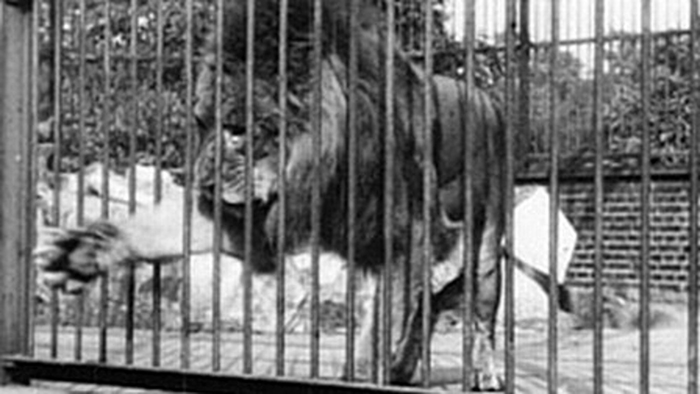 Lion, London Zoological Gardens Background