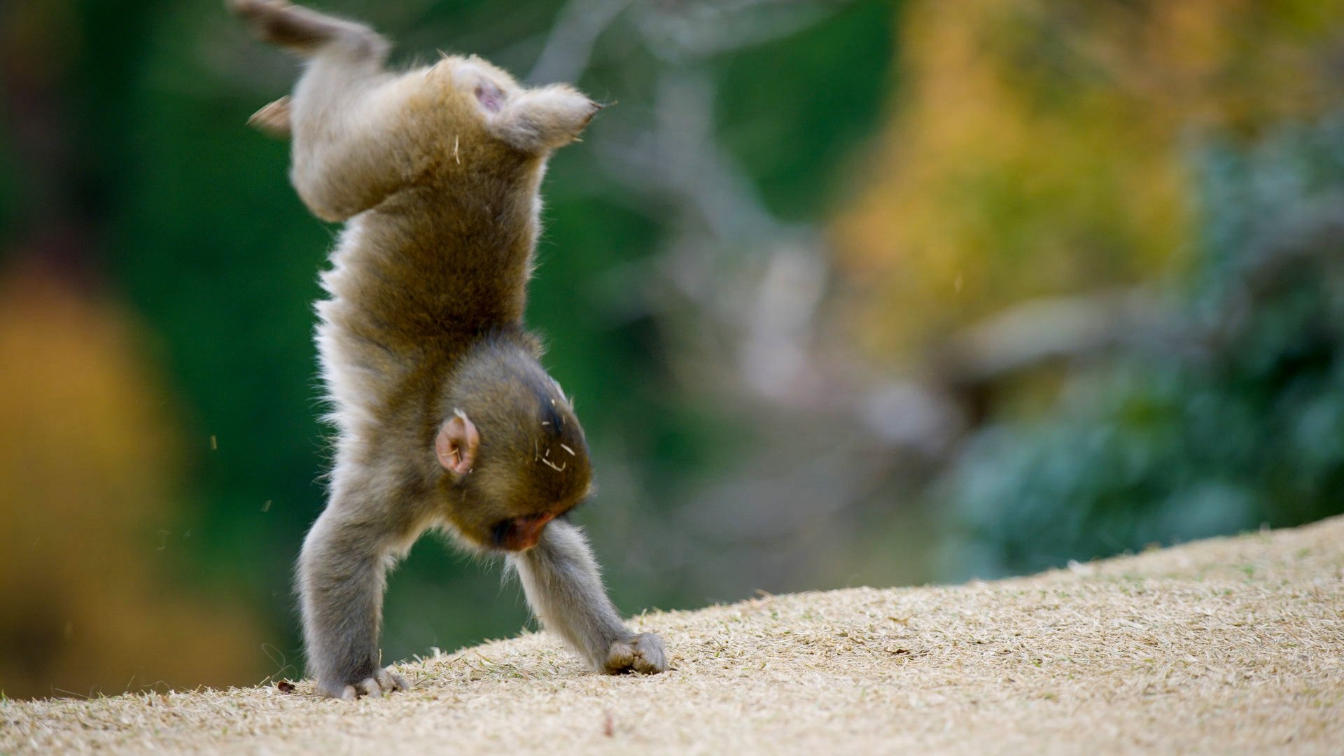 Animals at Play Background
