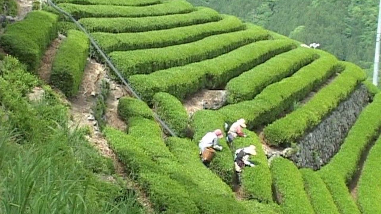 Bessho Tea Factory Background
