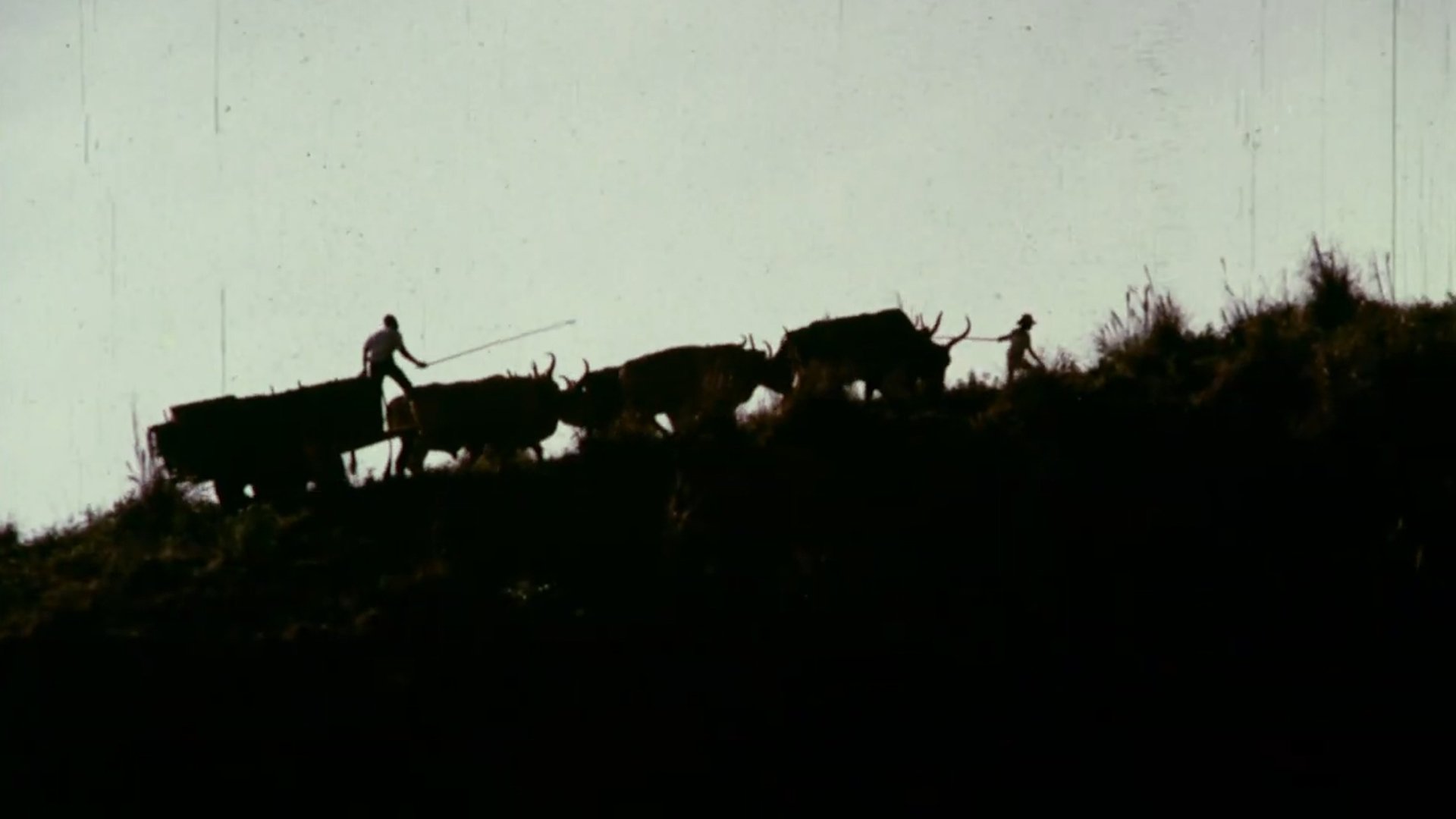 Bullock Cart Background
