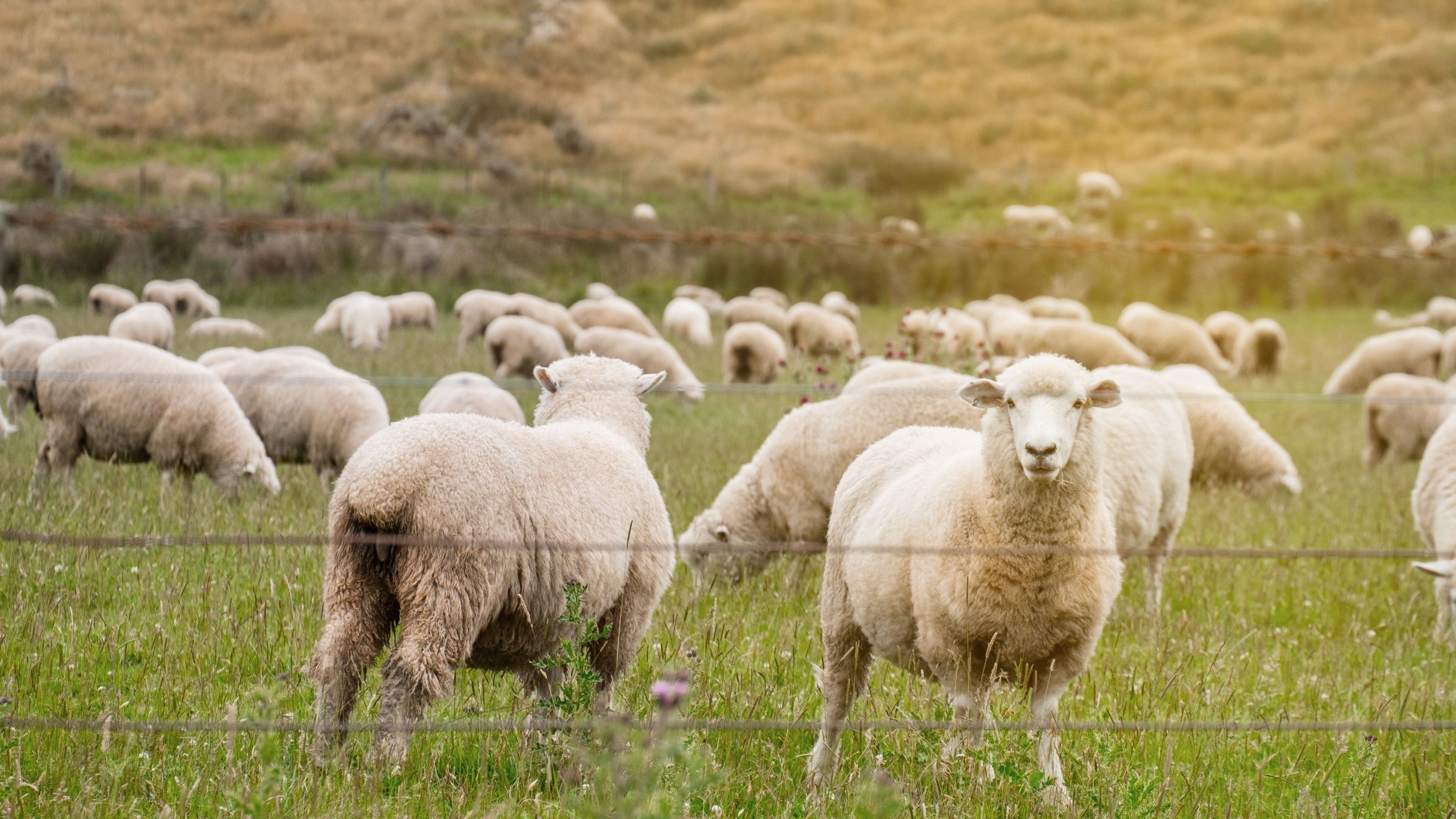 Secret Life of Farm Animals Background