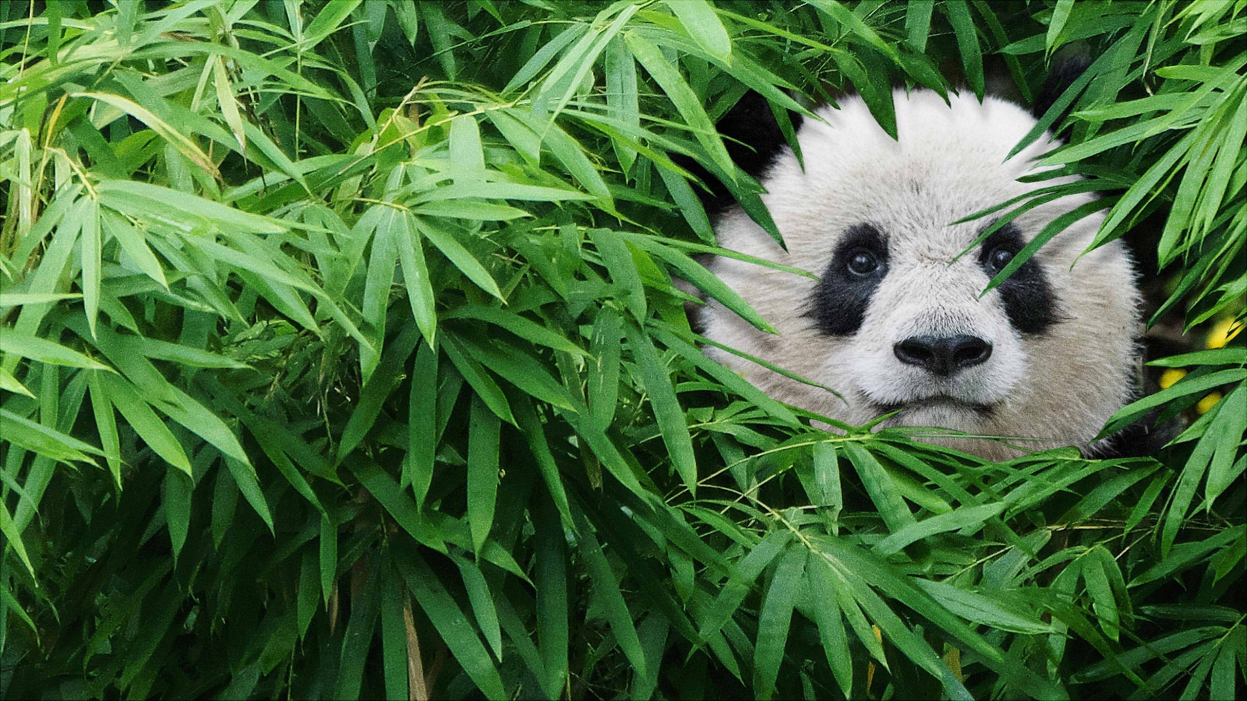 Pandas Background