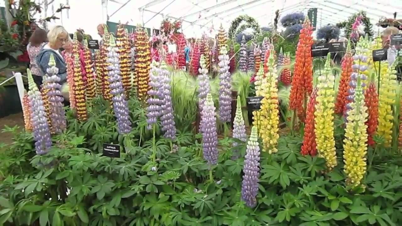 RHS Hampton Court Flower Show Background