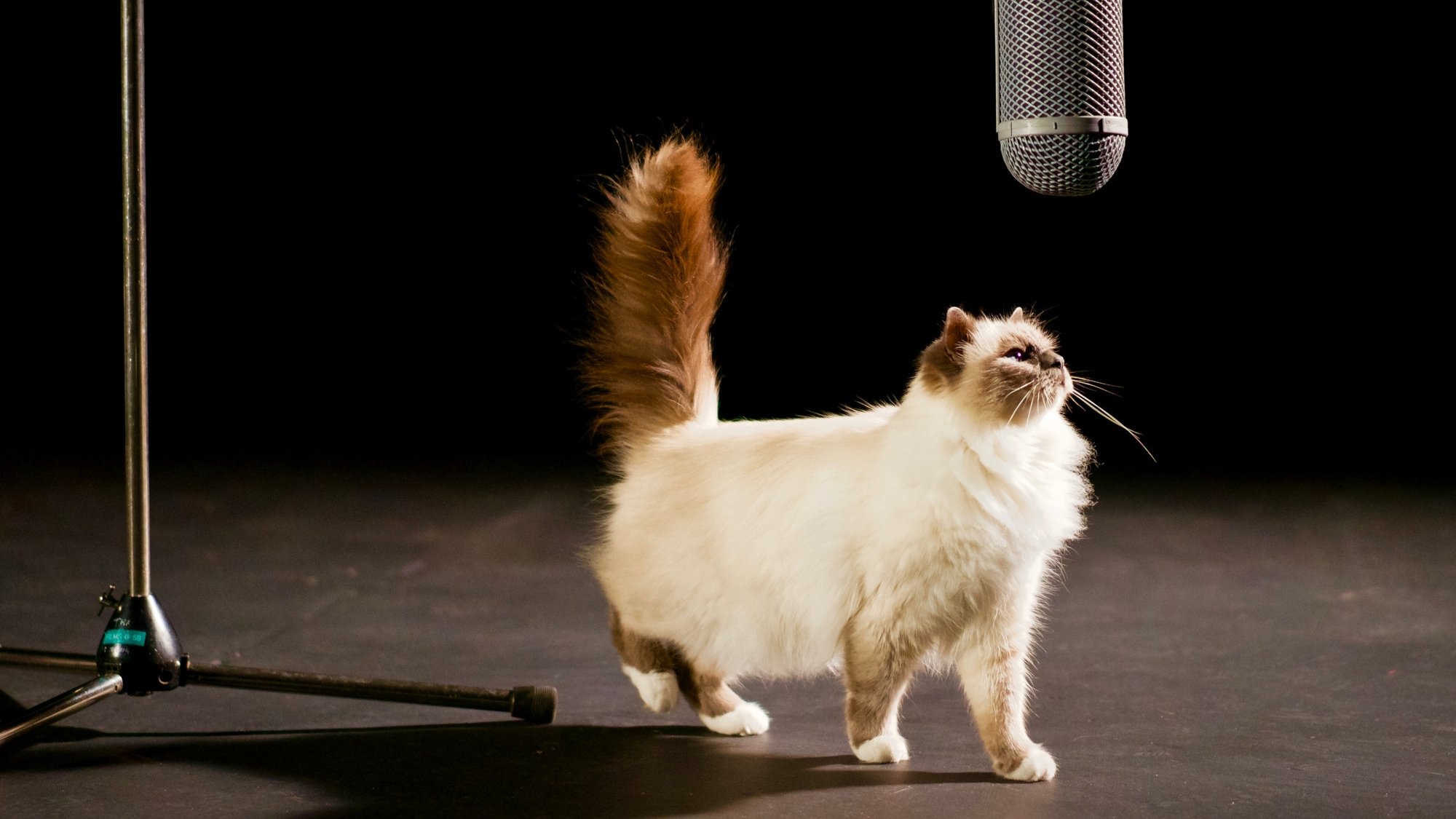The Story of Cats Background